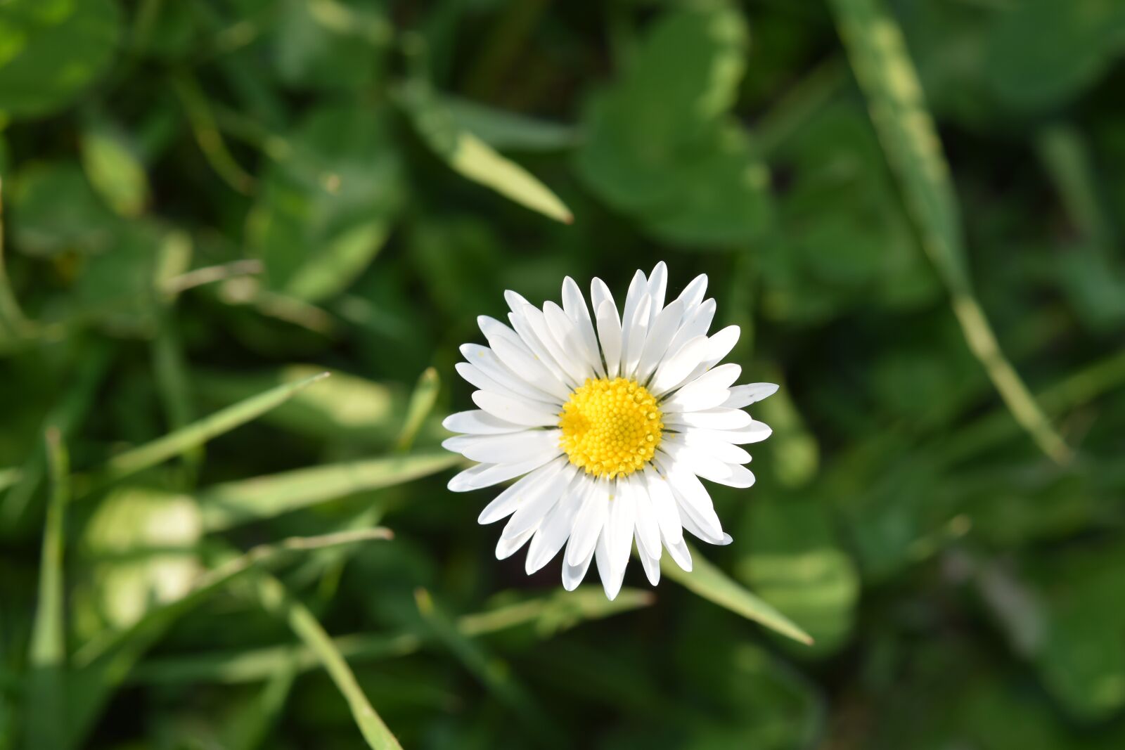 Nikon D5600 sample photo. Flower, flower natural, fleur photography