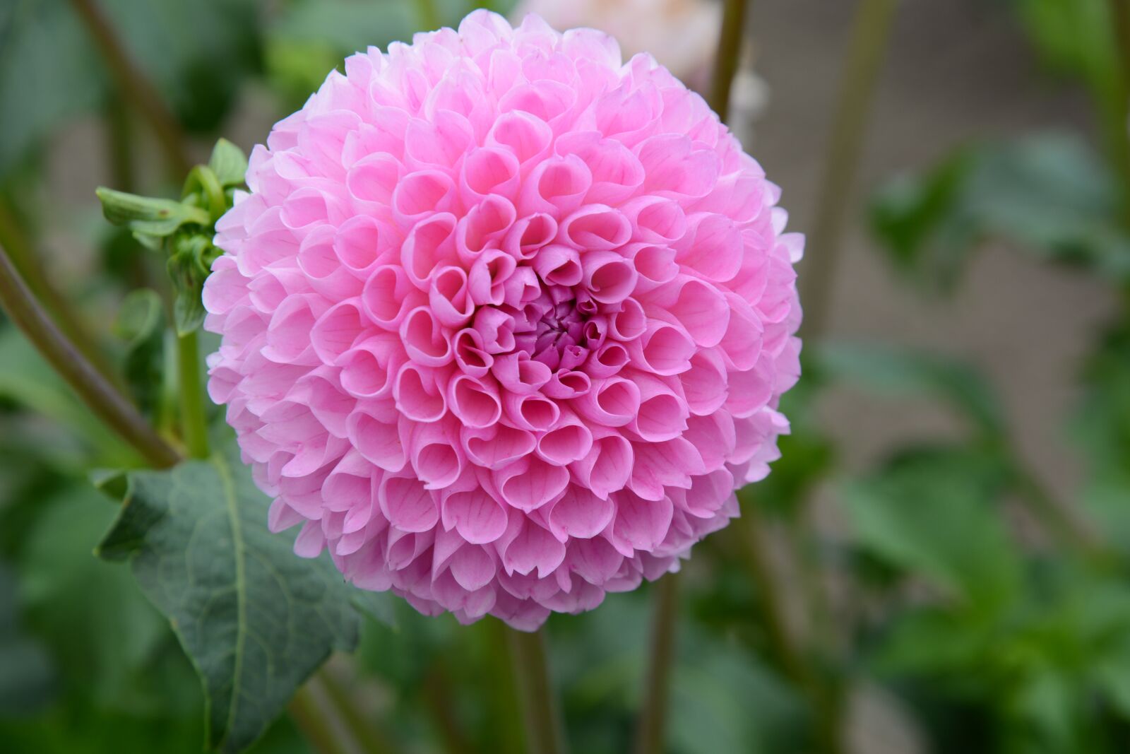 Nikon D7100 sample photo. Dahlia, bloom, nature photography