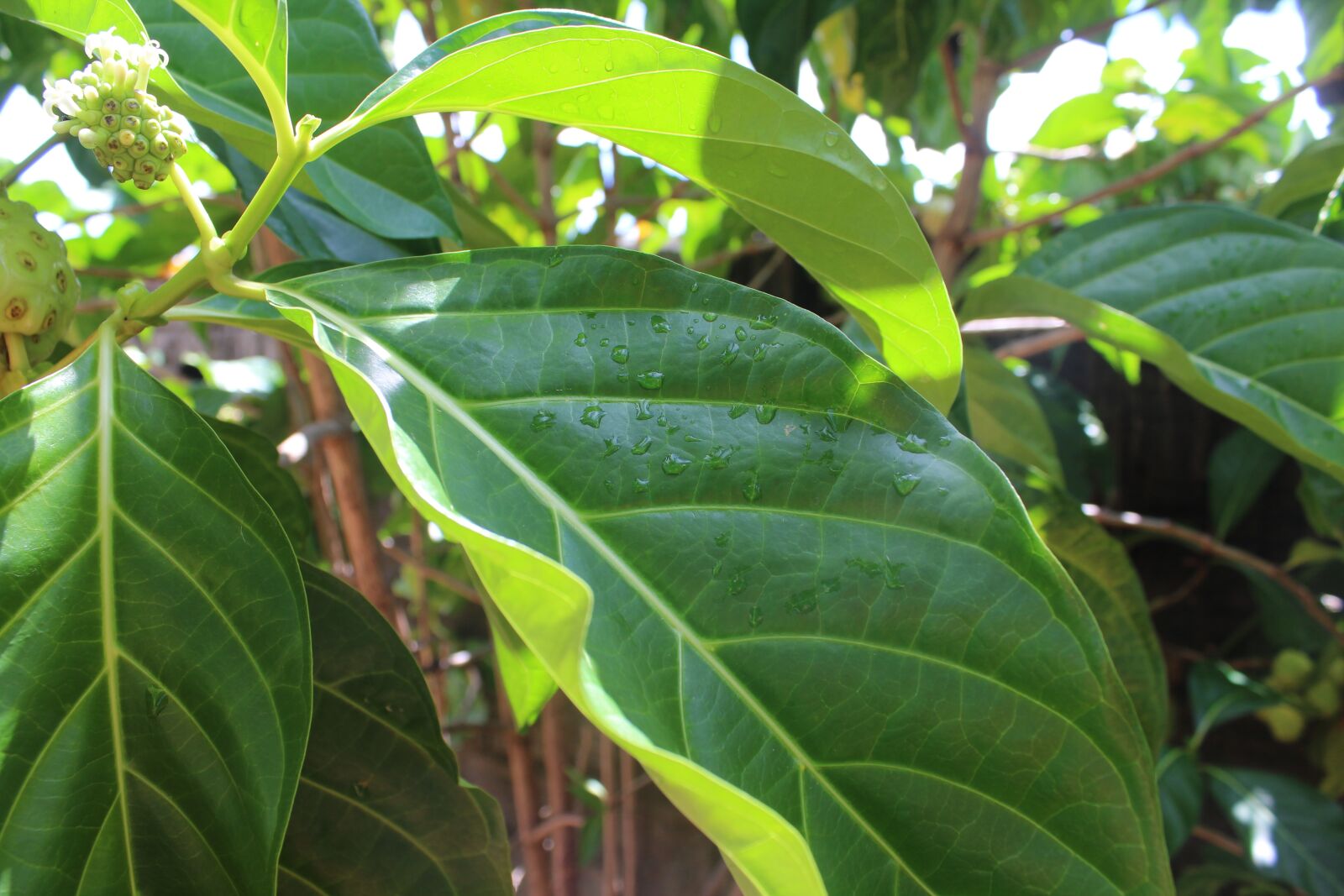 Canon EOS 1300D (EOS Rebel T6 / EOS Kiss X80) sample photo. Leaf, plant, green photography