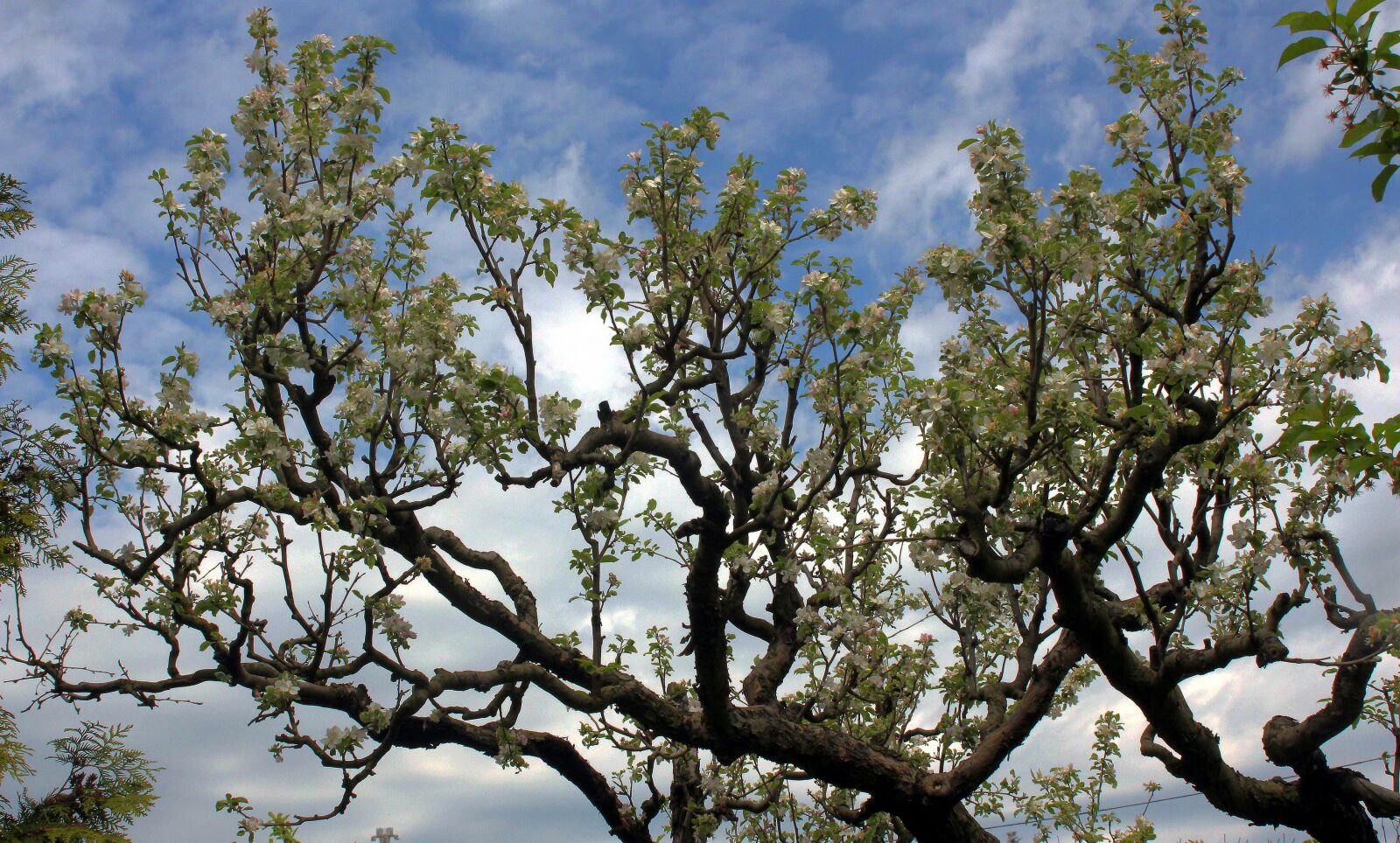 Canon EOS 650D (EOS Rebel T4i / EOS Kiss X6i) sample photo. Wood, blooming, spring photography