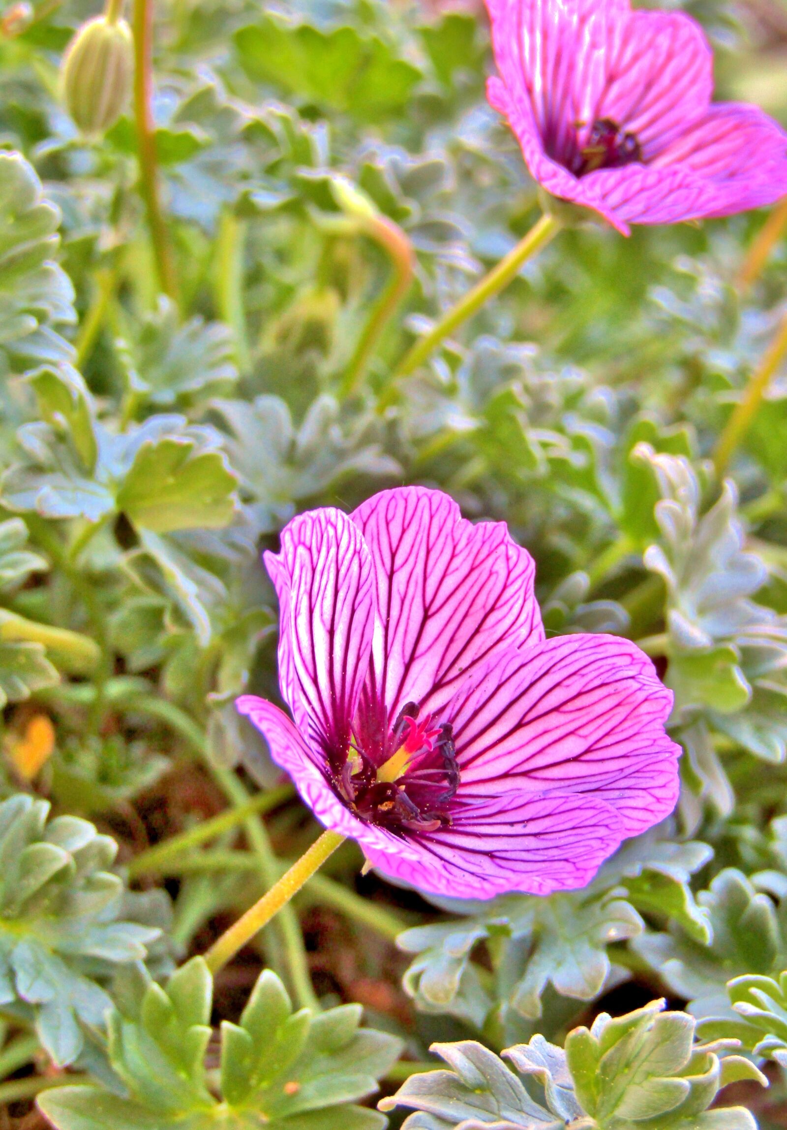 Canon POWERSHOT SX432 IS sample photo. Flowers, geranium cinereum, purple photography