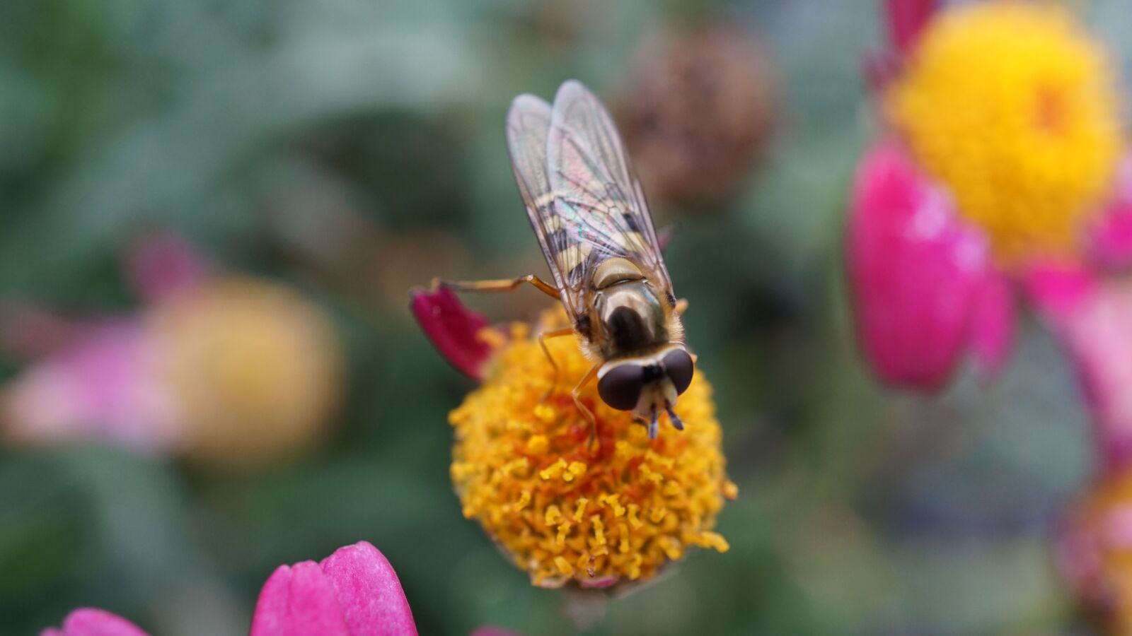 Sony E 30mm F3.5 Macro sample photo. Hoverfly, flight insect, insect photography
