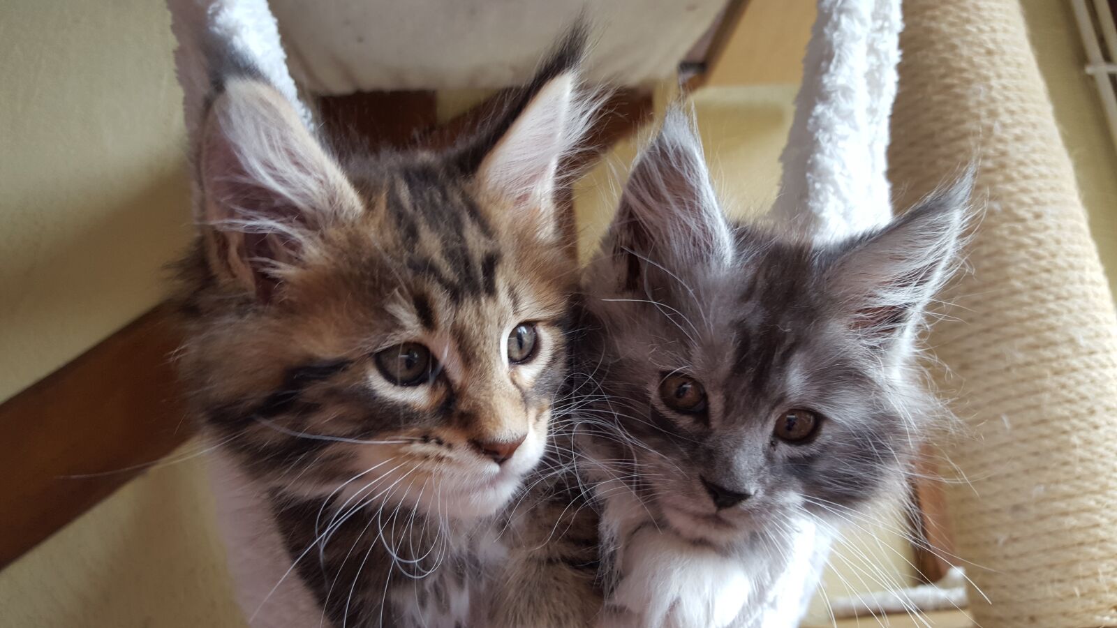 Samsung GALAXY S6 edge sample photo. Cats, kittens, maine coon photography