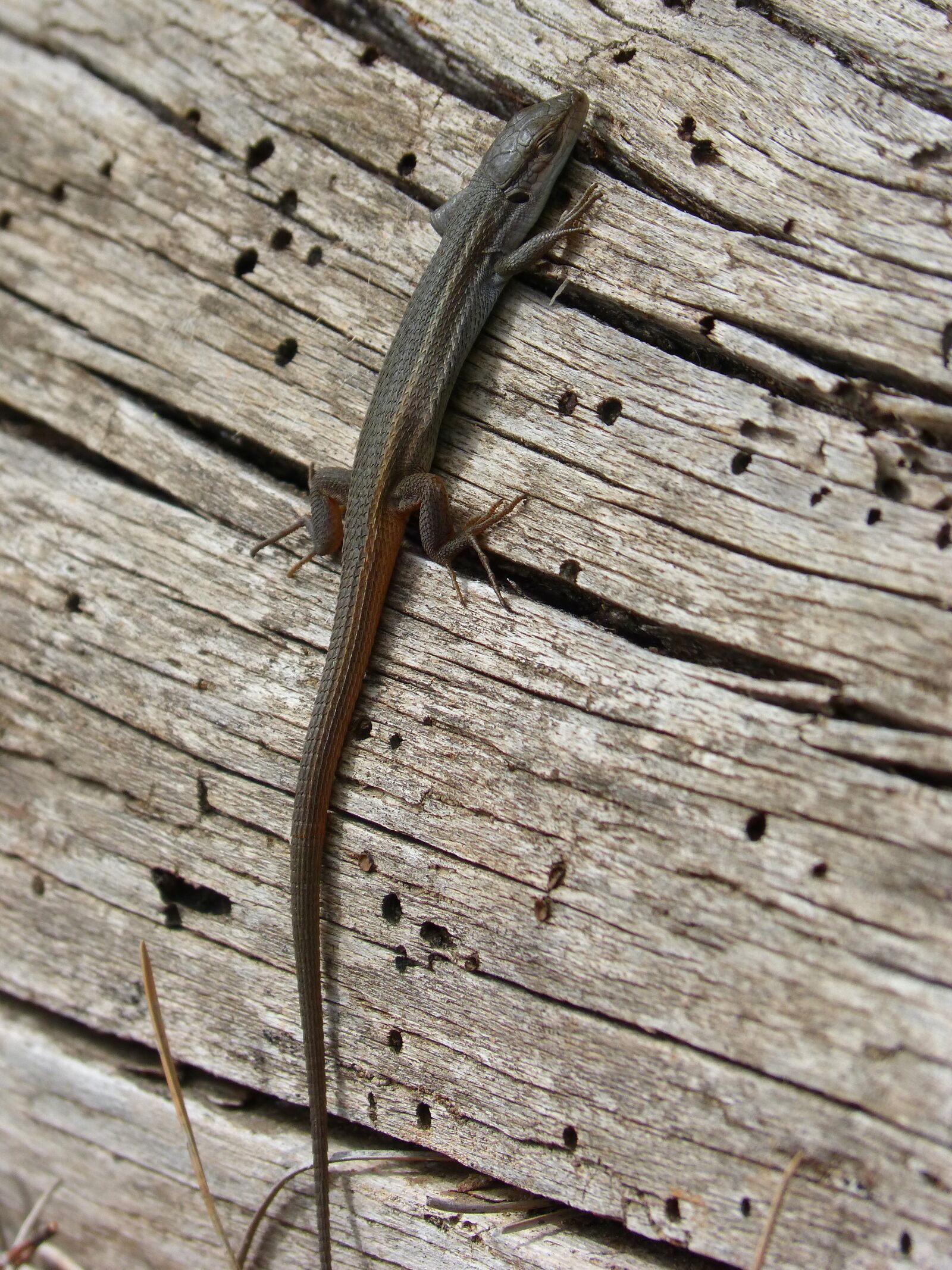 Panasonic DMC-FZ62 sample photo. Lizard, saurian, sargantana photography