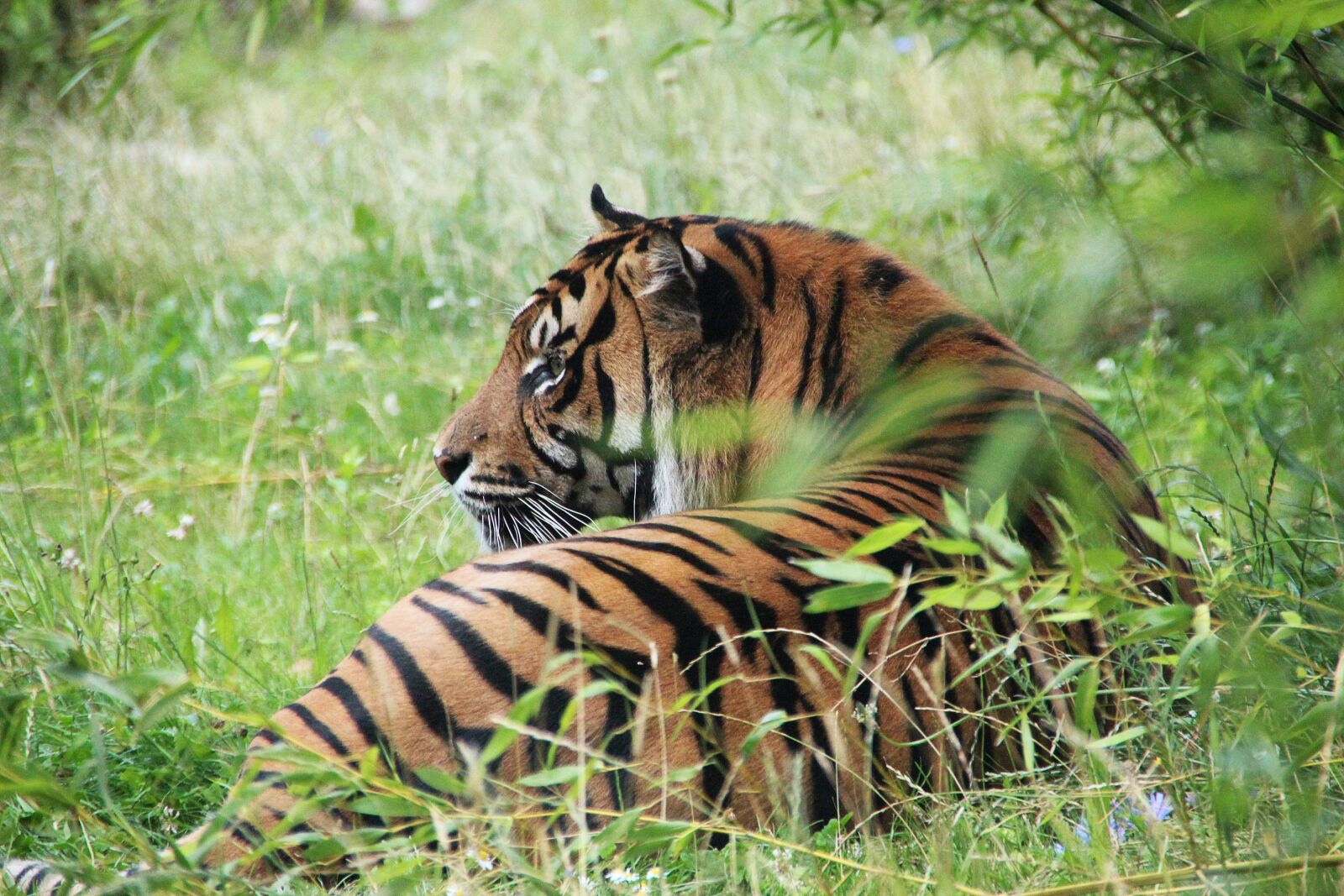 Canon EOS 600D (Rebel EOS T3i / EOS Kiss X5) sample photo. Tiger, wilderness, predator photography