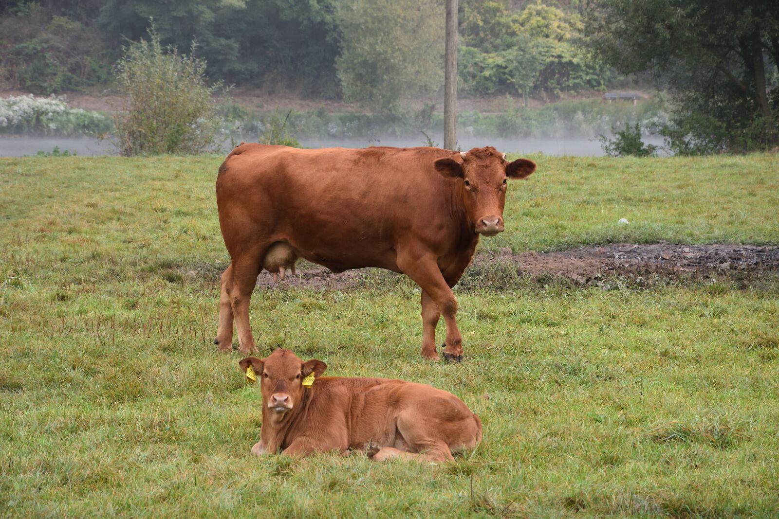 Nikon D7200 sample photo. Cow, calf, protect photography