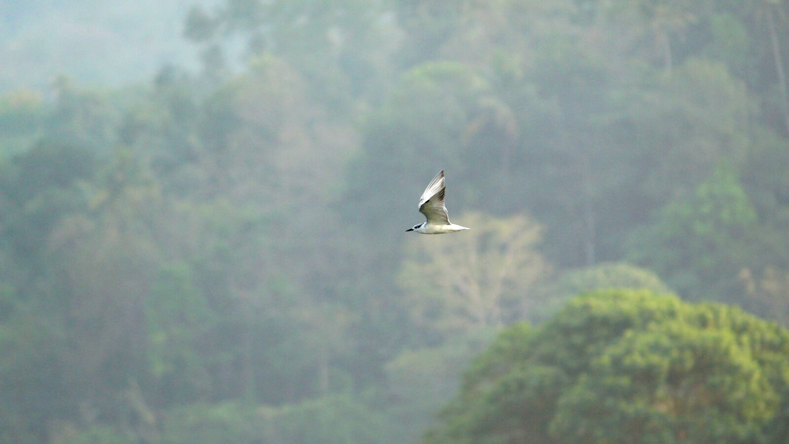 Canon EOS 1300D (EOS Rebel T6 / EOS Kiss X80) sample photo. Tern, whiskered, bird photography