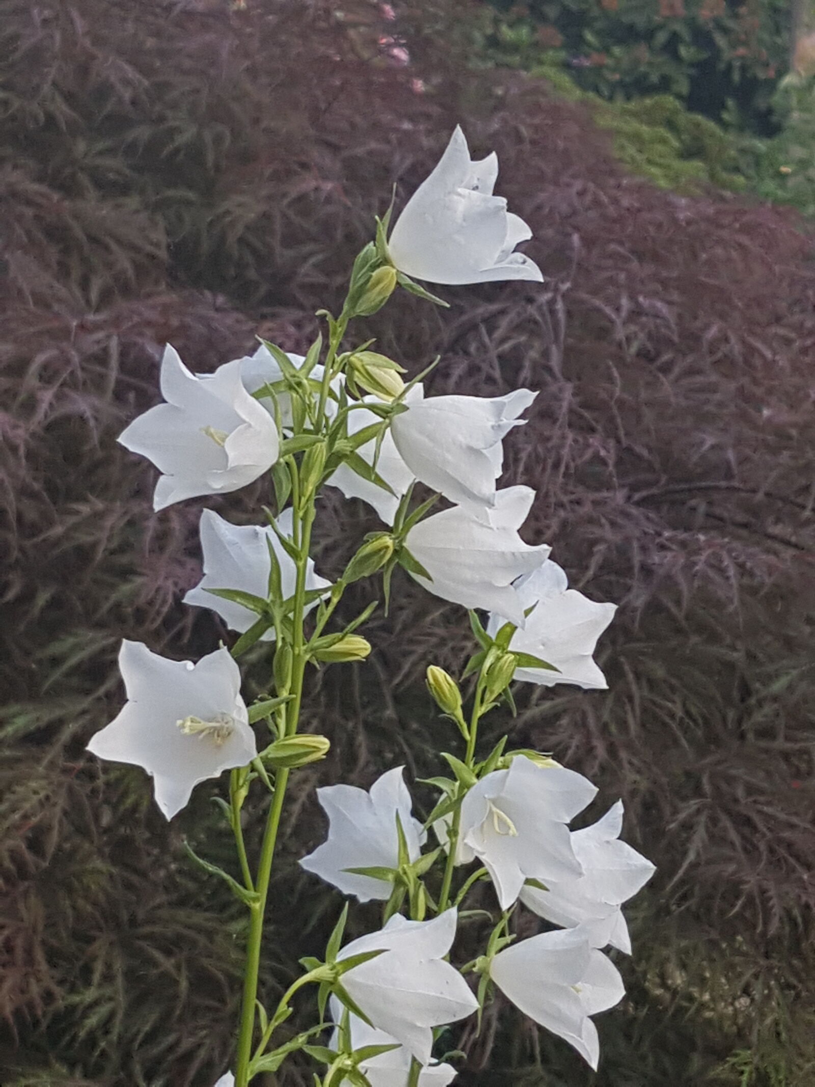 Samsung Galaxy S7 sample photo. Nature, garden, flower photography
