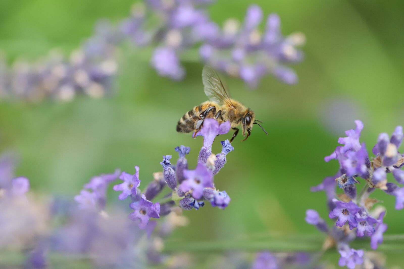 Canon EF 100mm F2.8L Macro IS USM sample photo. Bee, macro, honey photography