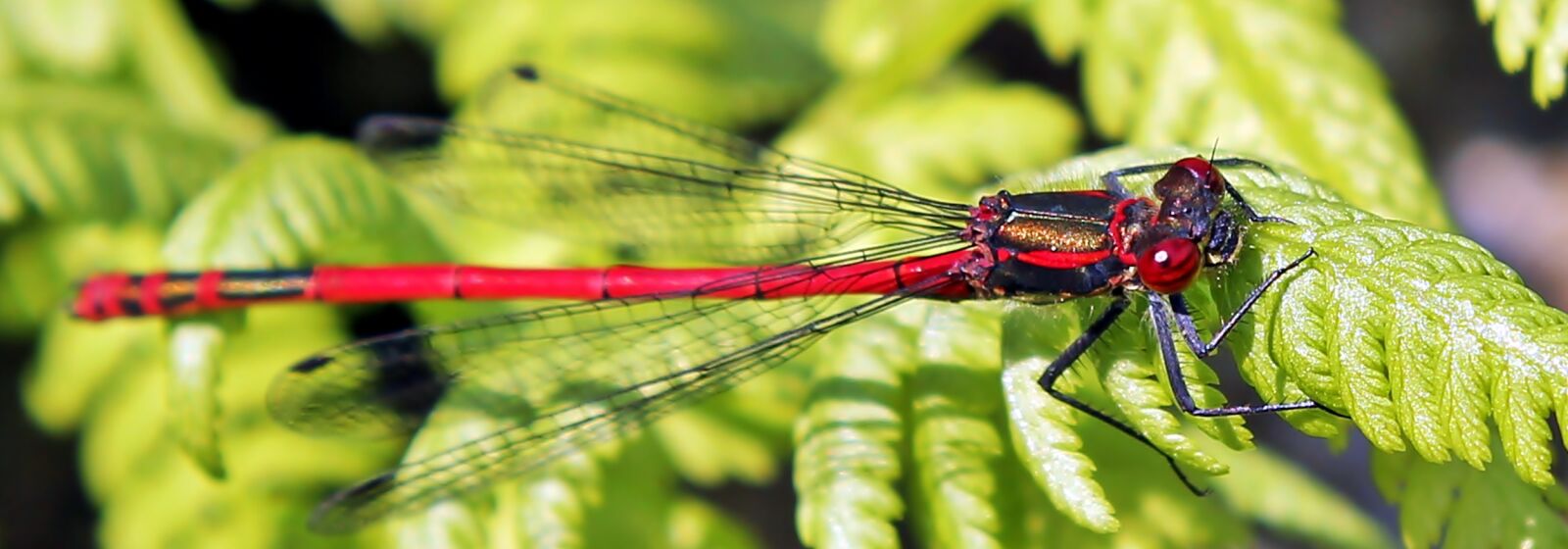 Canon EOS 550D (EOS Rebel T2i / EOS Kiss X4) sample photo. Dragonfly, red, insect photography