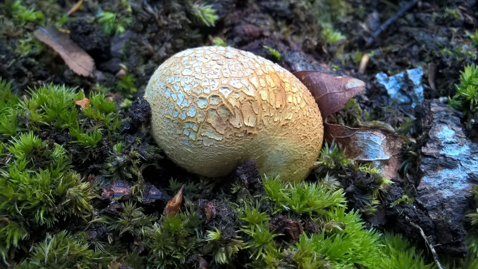 Nokia Lumia 830 sample photo. Fungi, forest, moss photography
