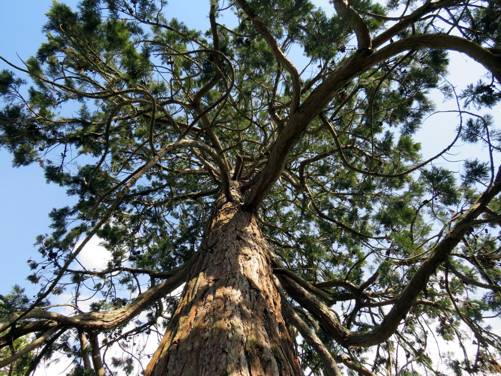 Canon PowerShot SX540 HS sample photo. Tree, branches, tall photography