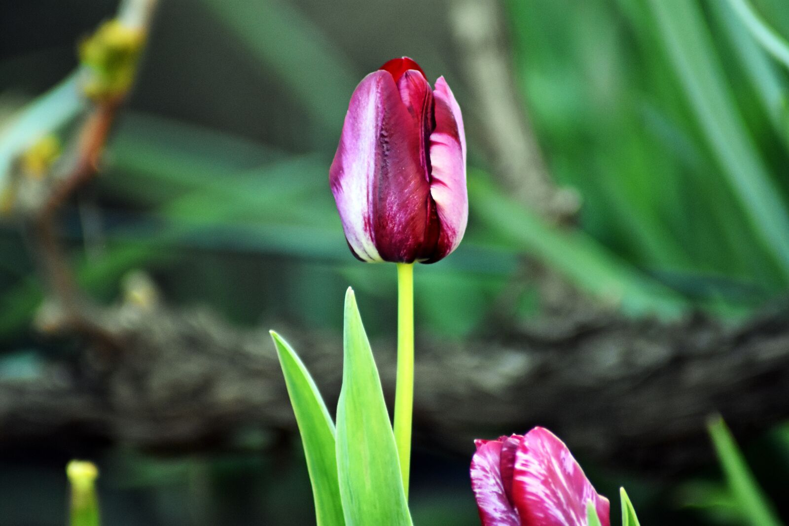 Nikon D3400 sample photo. Tulip, garden, hilarity photography