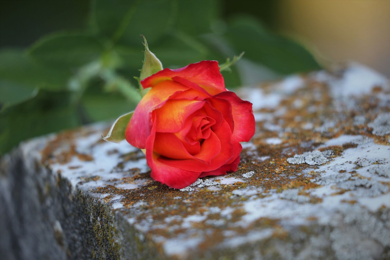 Canon EOS 6D + Canon EF 70-300 F4-5.6 IS II USM sample photo. Red yellow rose, love photography