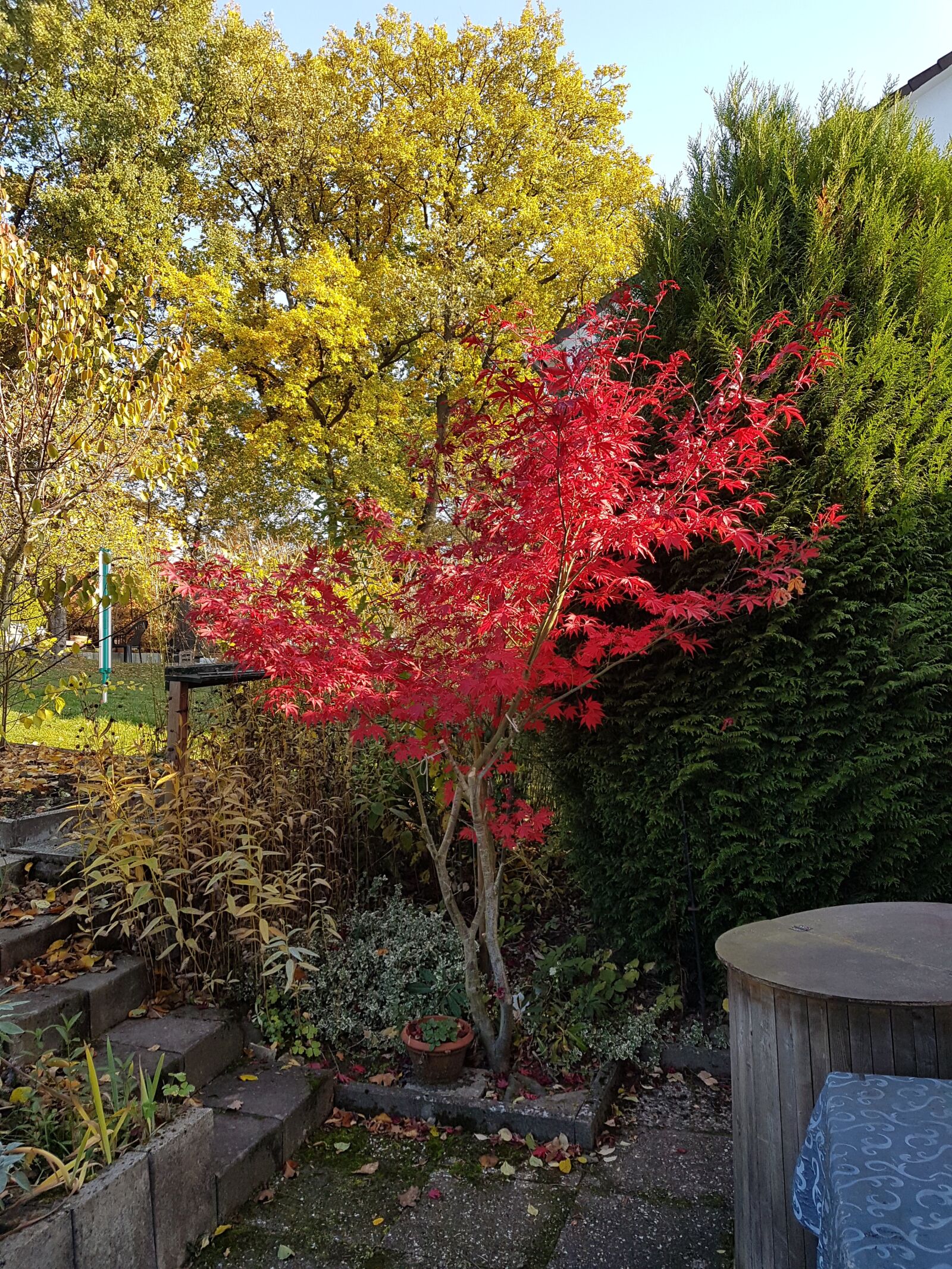 Samsung Galaxy S7 sample photo. Autumn, trees, garden photography