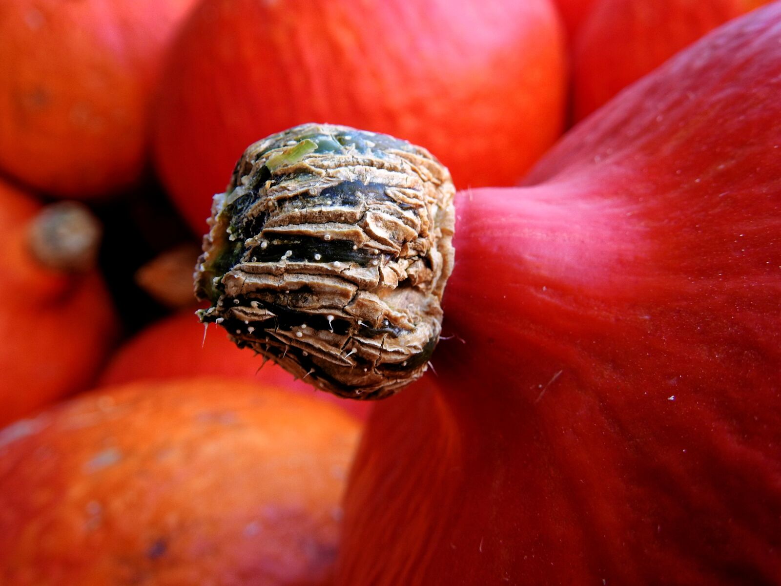 Nikon Coolpix P900 sample photo. Pumpkin, gourd, autumn photography