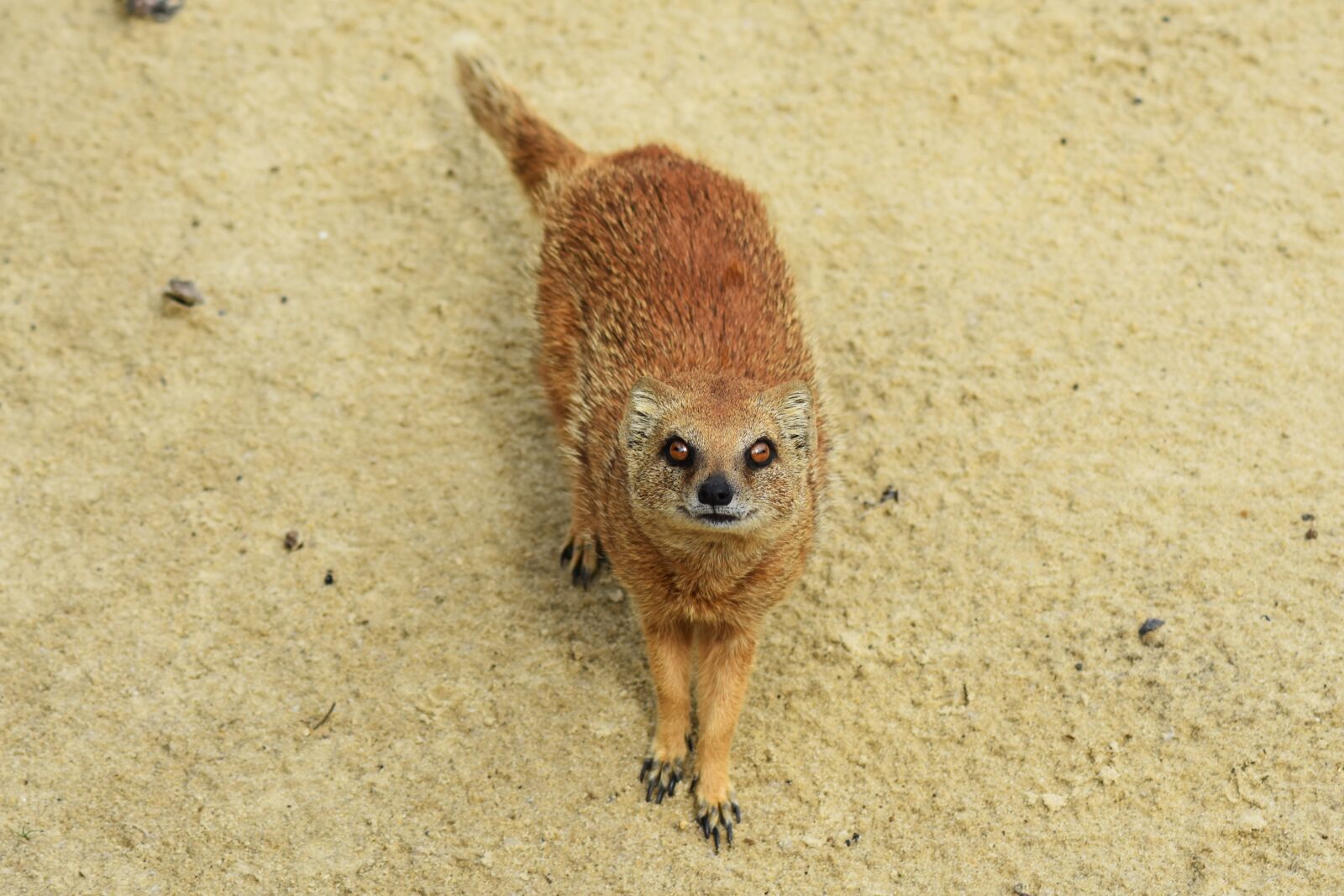 Nikon D7200 sample photo. Yellow mongoose, animal, mongoose photography
