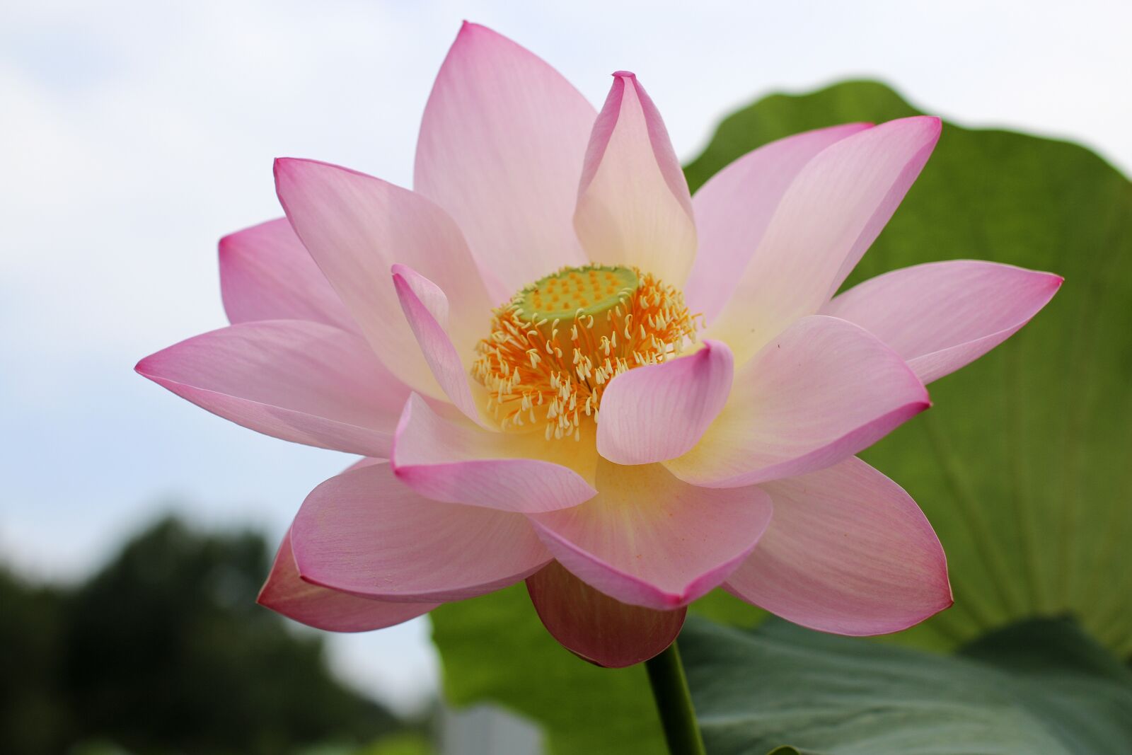 Canon EOS 70D sample photo. Lotus flowers, beauty, the photography