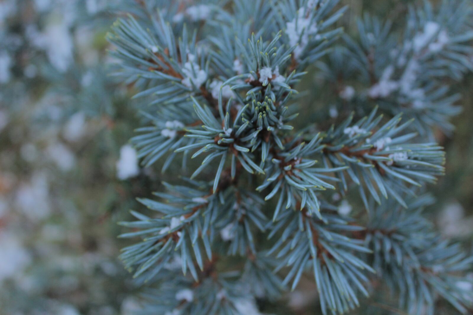 Canon EOS 600D (Rebel EOS T3i / EOS Kiss X5) sample photo. Christmas tree, spruce, clearance photography