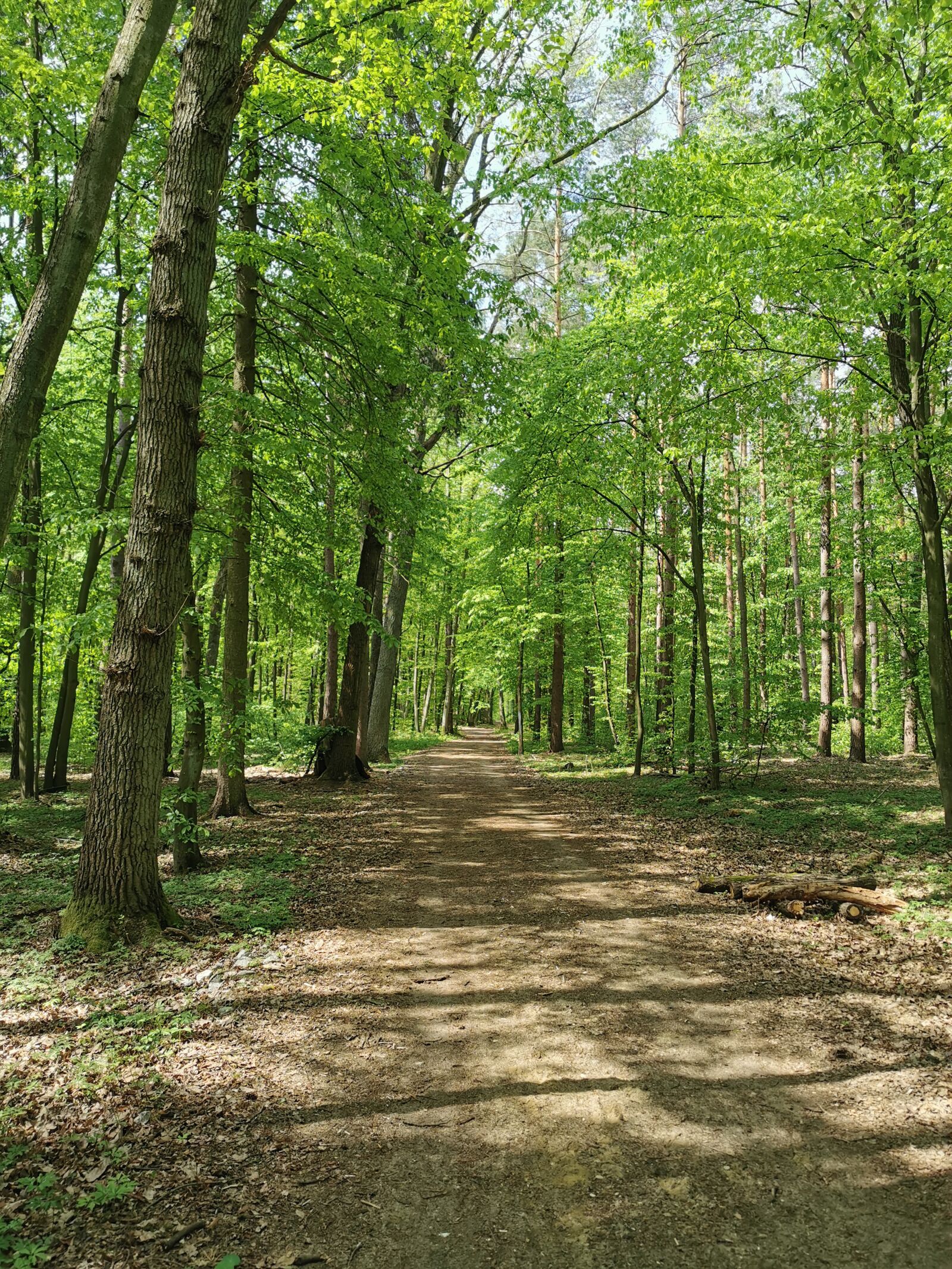 HUAWEI P30 Pro sample photo. Path, forest, spring photography