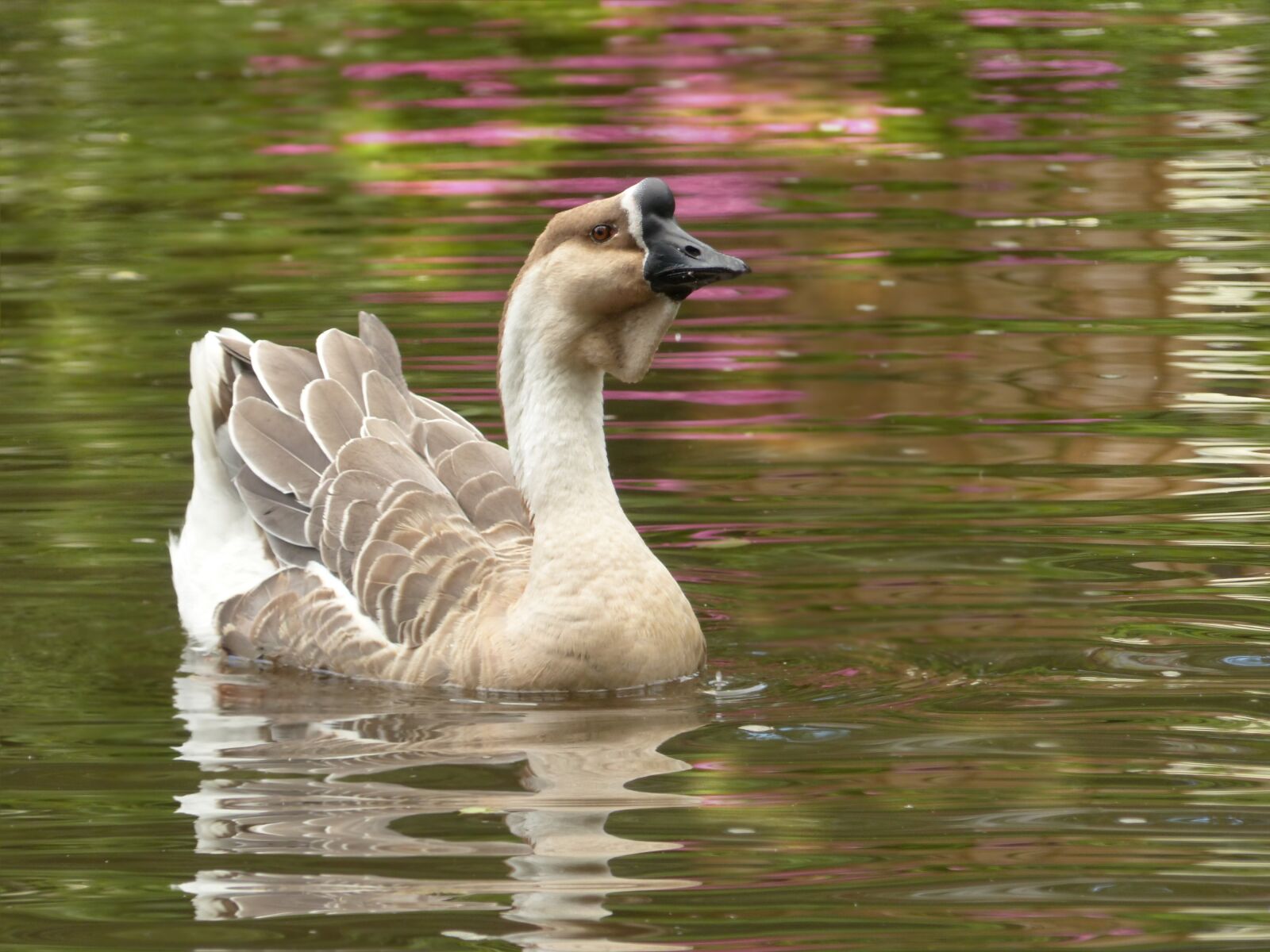 Panasonic Lumix DMC-FZ200 sample photo. Animal, goose, h cker photography