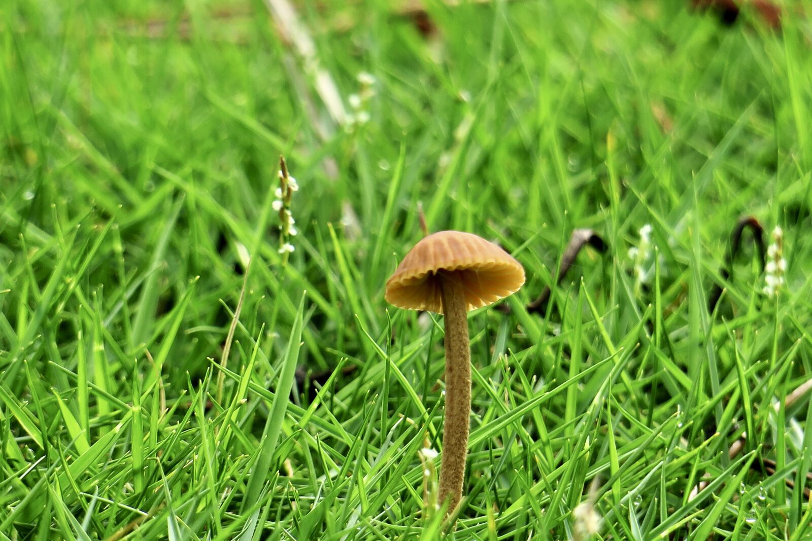 Canon PowerShot G3 X sample photo. Mushroom, fresh, natural photography