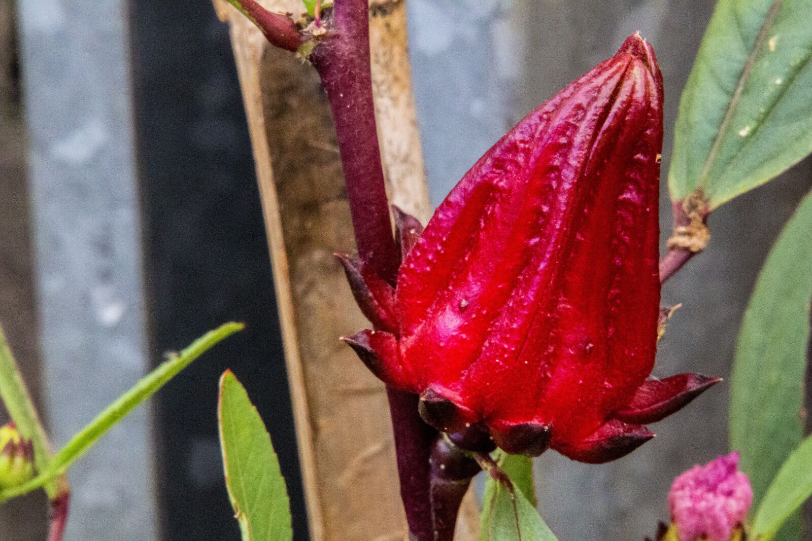 Canon EOS 700D (EOS Rebel T5i / EOS Kiss X7i) sample photo. Exotic flower, flower, nature photography