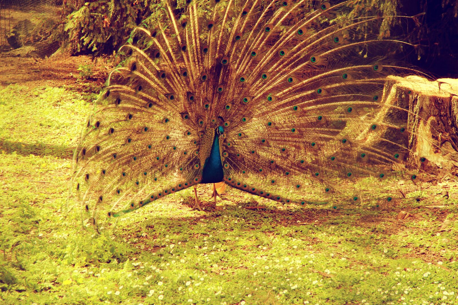 Canon EOS 550D (EOS Rebel T2i / EOS Kiss X4) sample photo. Peacock, animal, animals photography