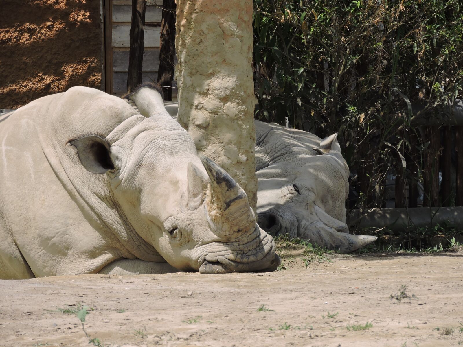Nikon Coolpix P530 sample photo. Rhino, animals, nature photography
