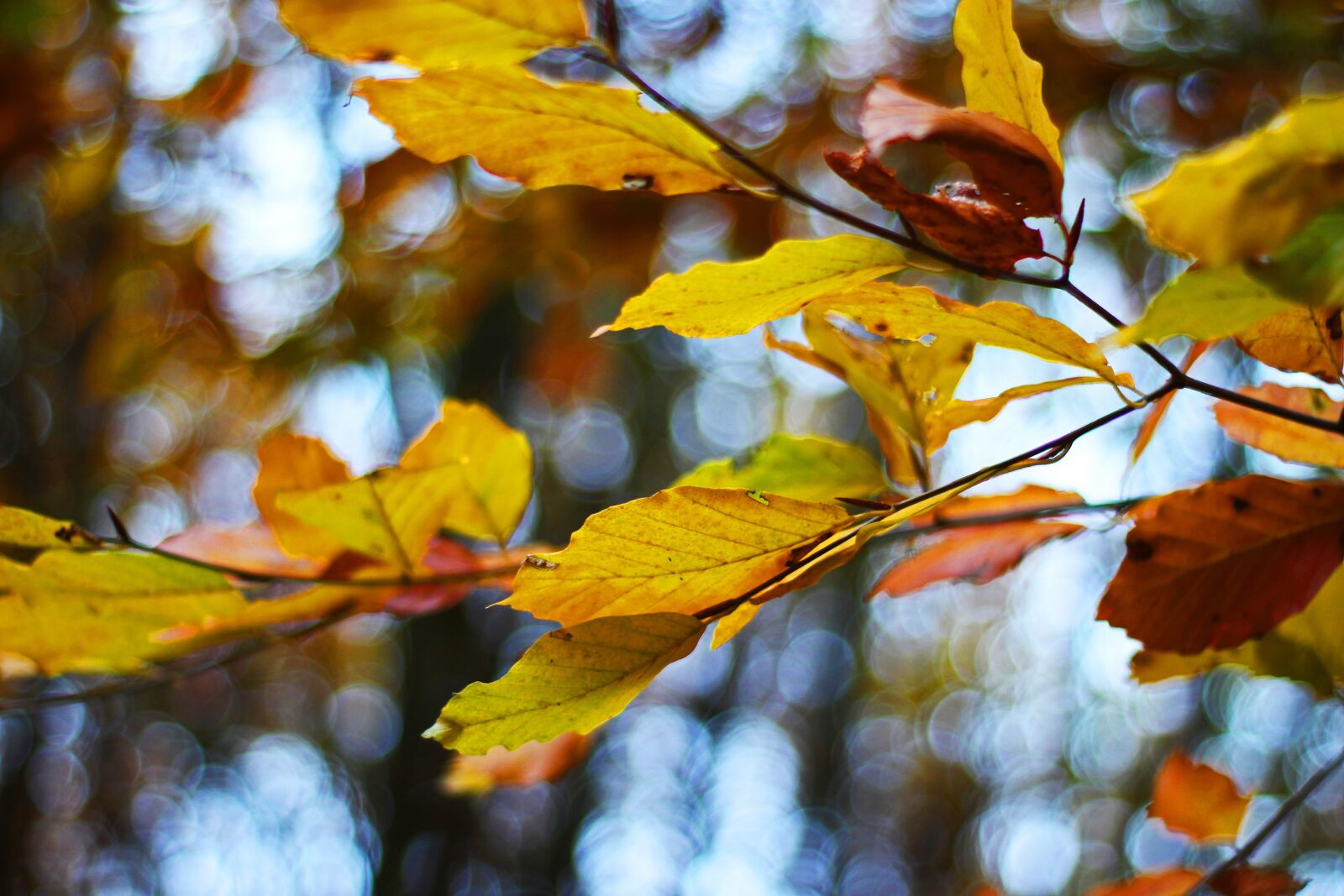 Canon EOS 700D (EOS Rebel T5i / EOS Kiss X7i) sample photo. Beech leaves, fall foliage photography