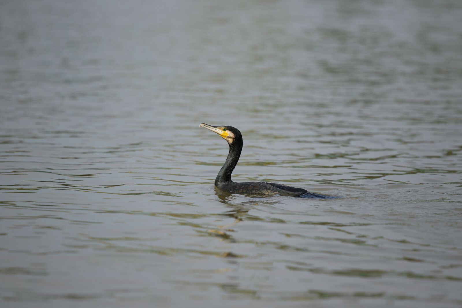 Canon EOS 7D Mark II sample photo. Cormorant, water bird, nature photography
