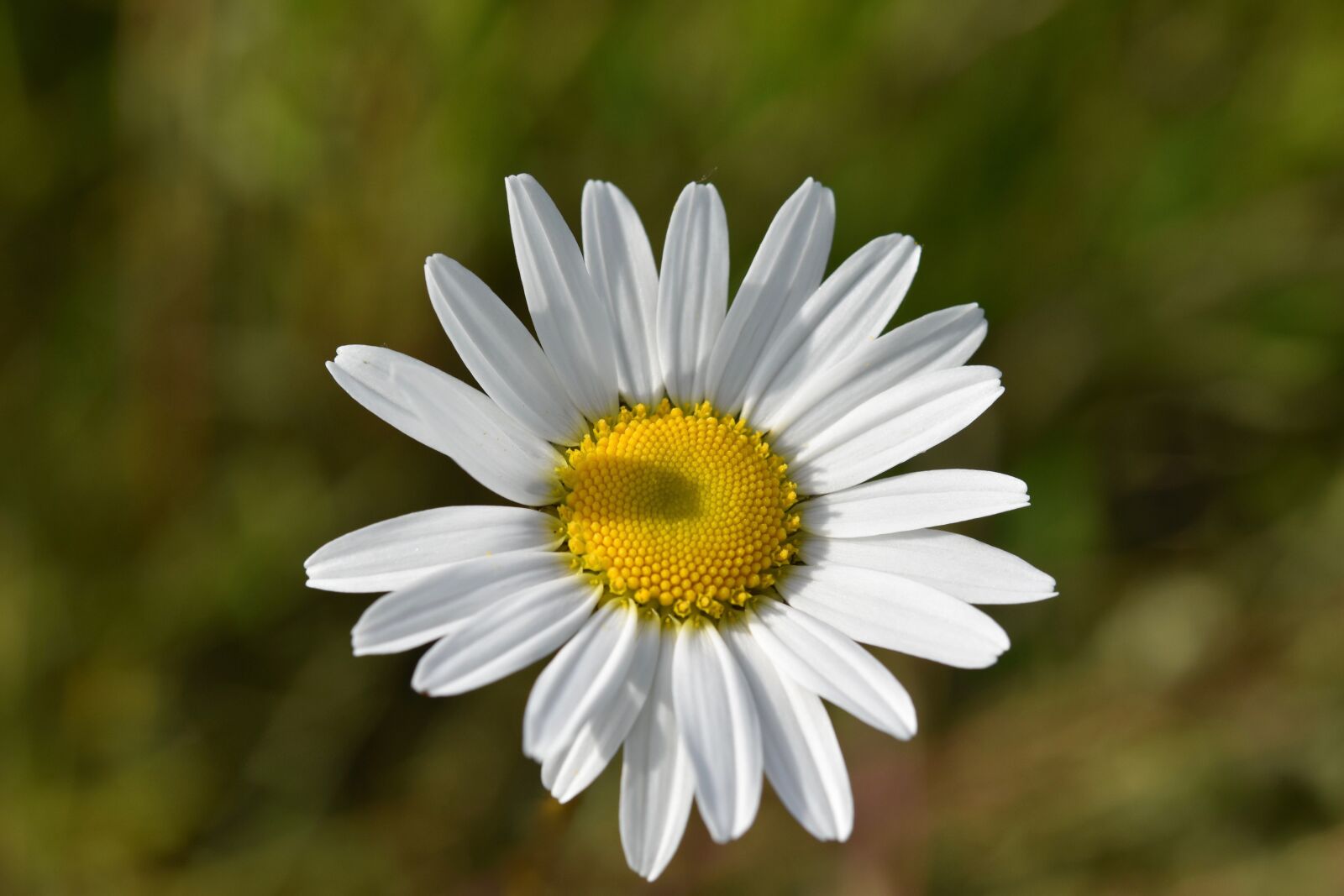 Nikon D5600 sample photo. Flower, marguerite, daisies photography