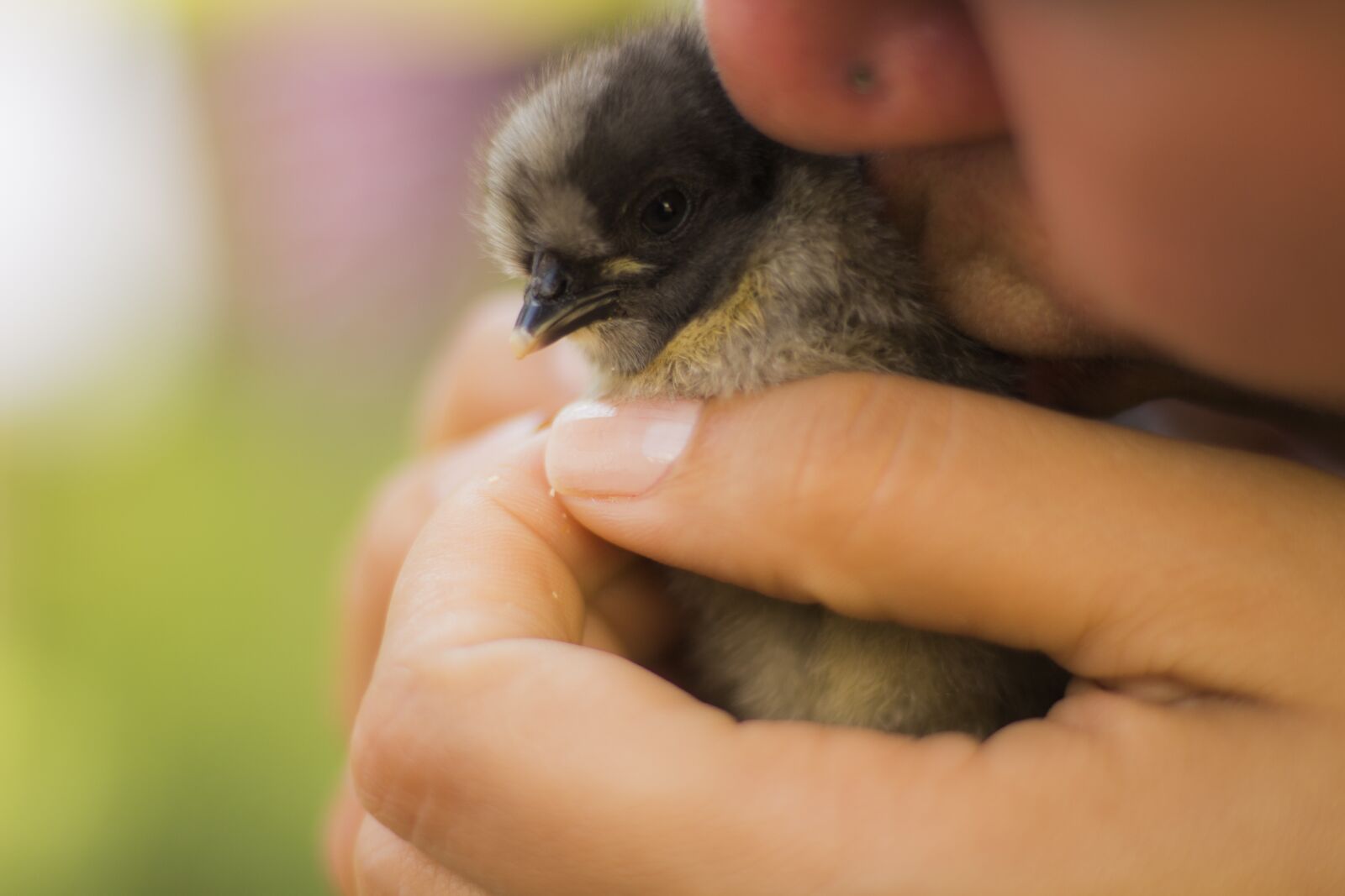 Canon EOS 700D (EOS Rebel T5i / EOS Kiss X7i) sample photo. Kiss, chickens, chick photography
