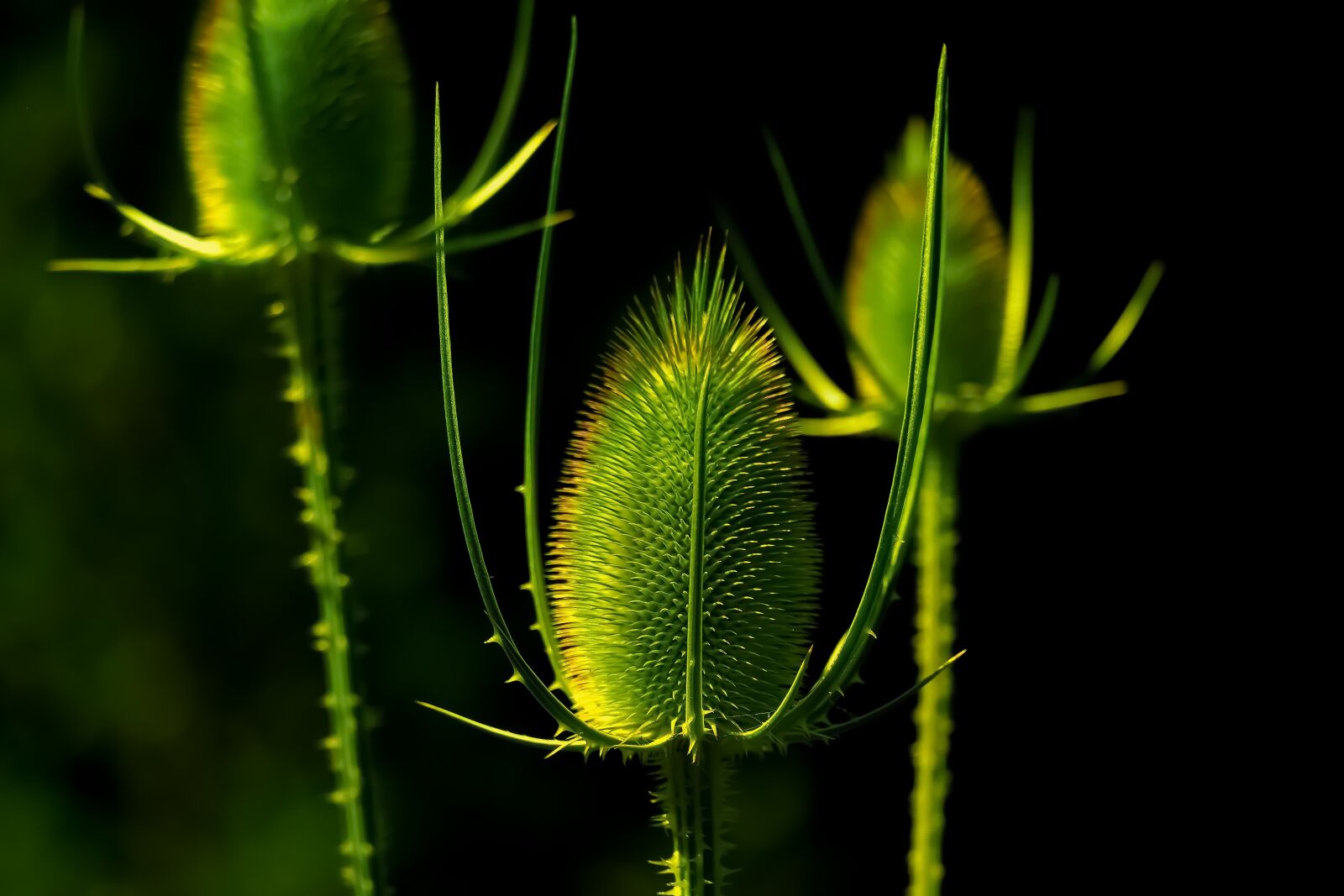 Fujifilm X-T20 sample photo. Flower, plant, macro photography