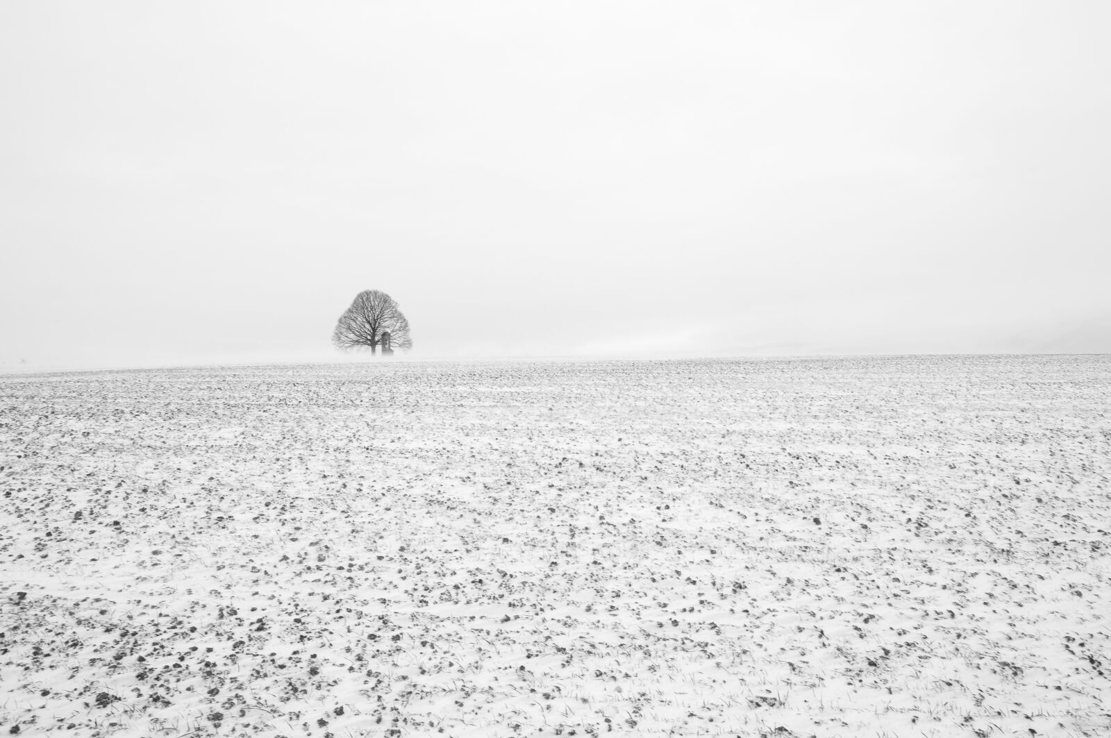 Fujifilm X-T20 sample photo. Tree, black and white photography