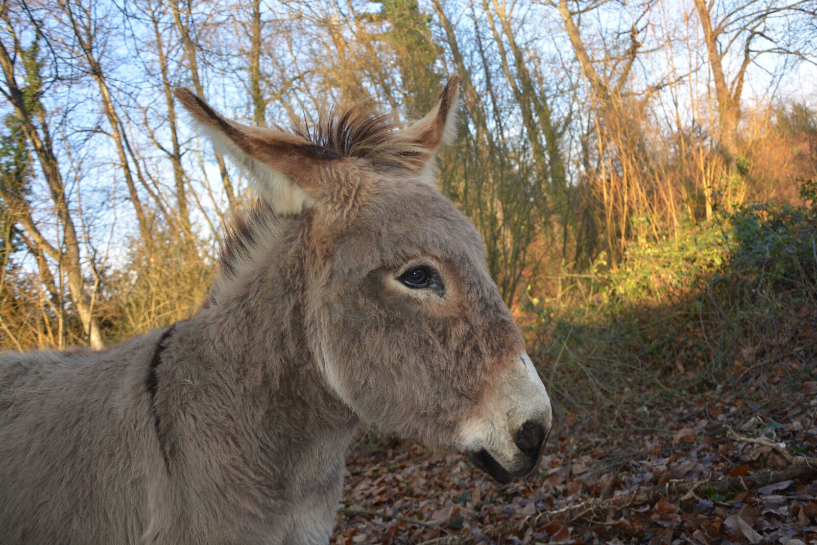 Nikon D5200 sample photo. Donkey, prairie, light photography