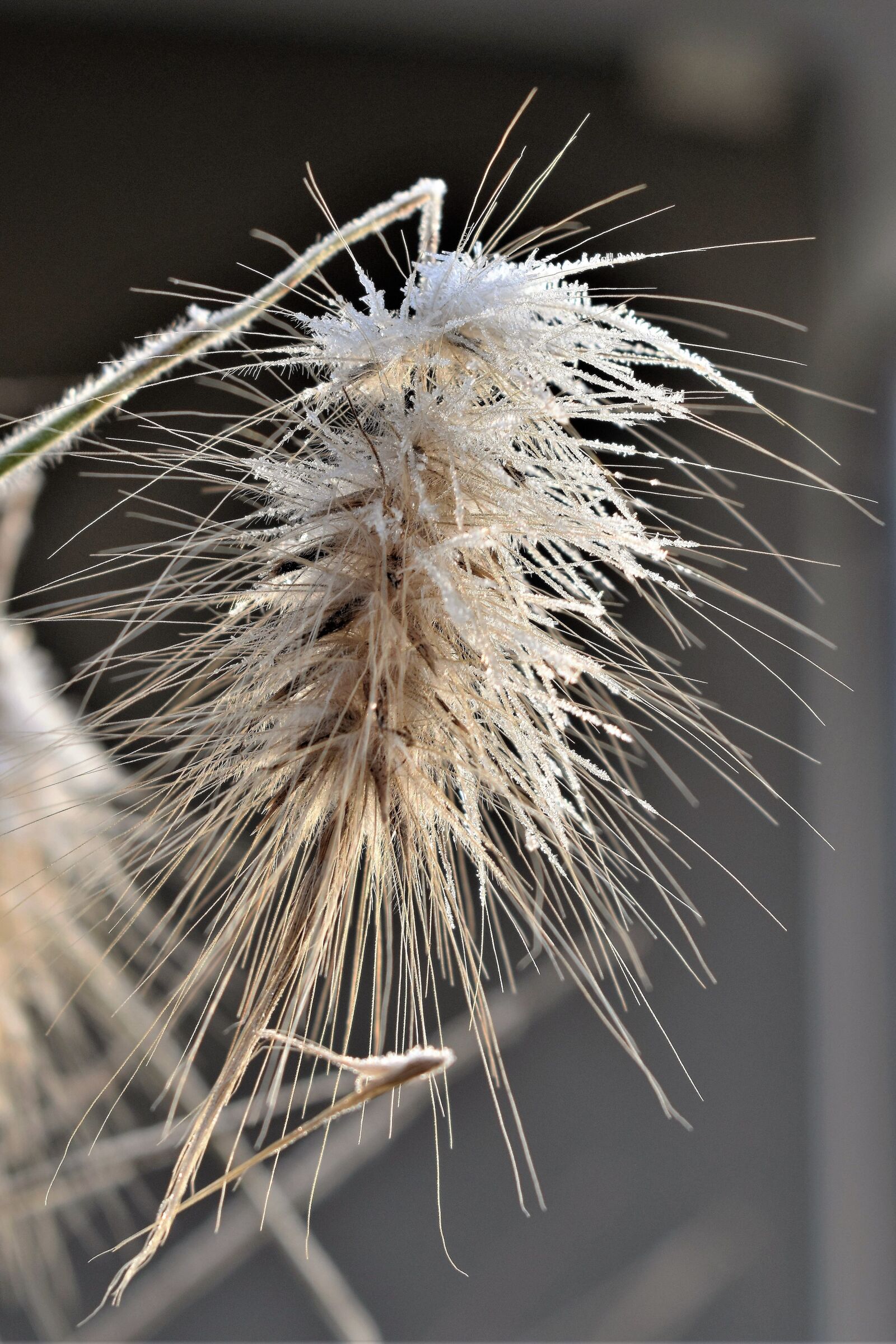 Nikon D5500 sample photo. Bamboo grassedit this page photography