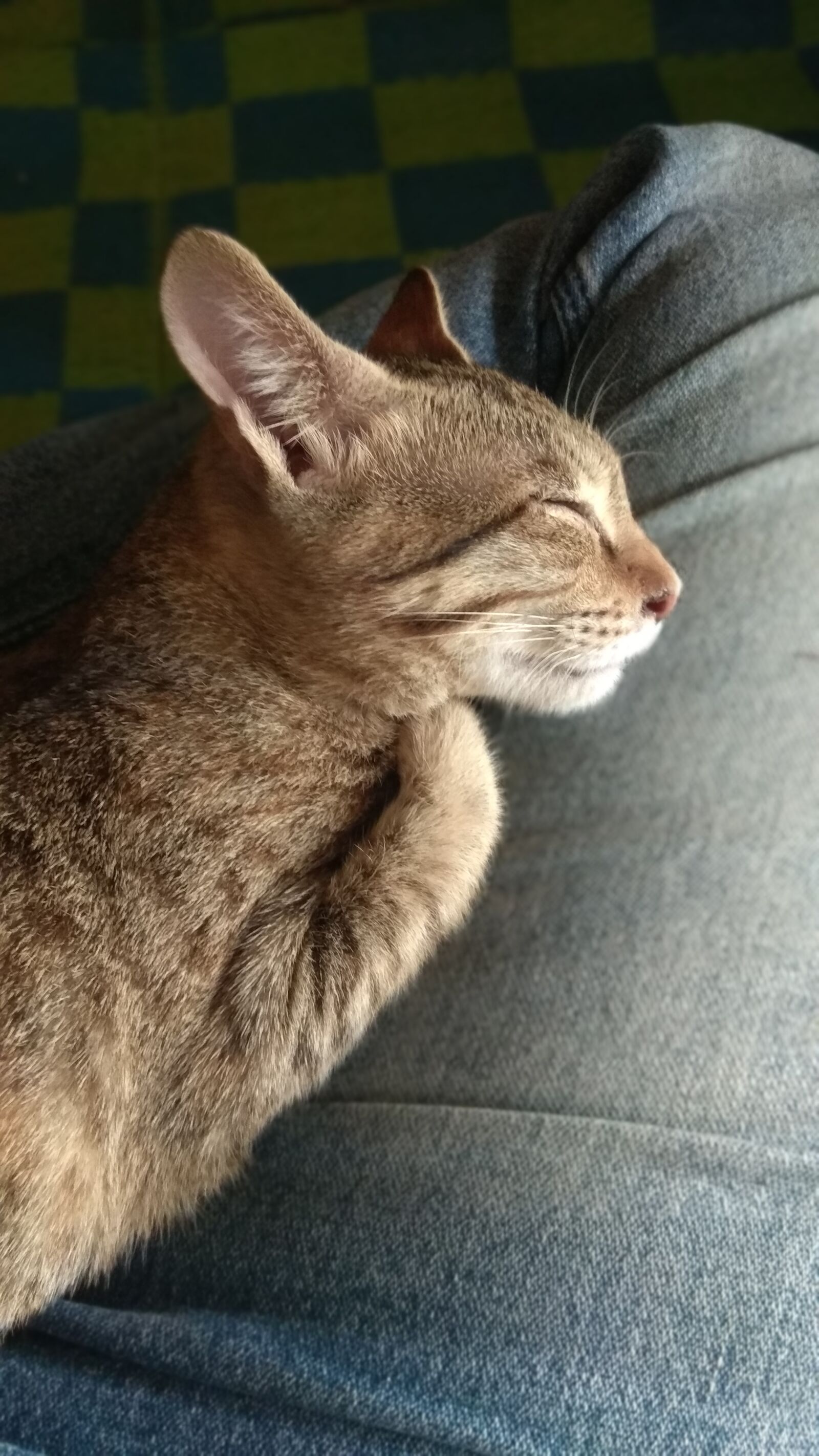 Xiaomi Redmi Note 4 sample photo. Cat, sleep, indoor photography