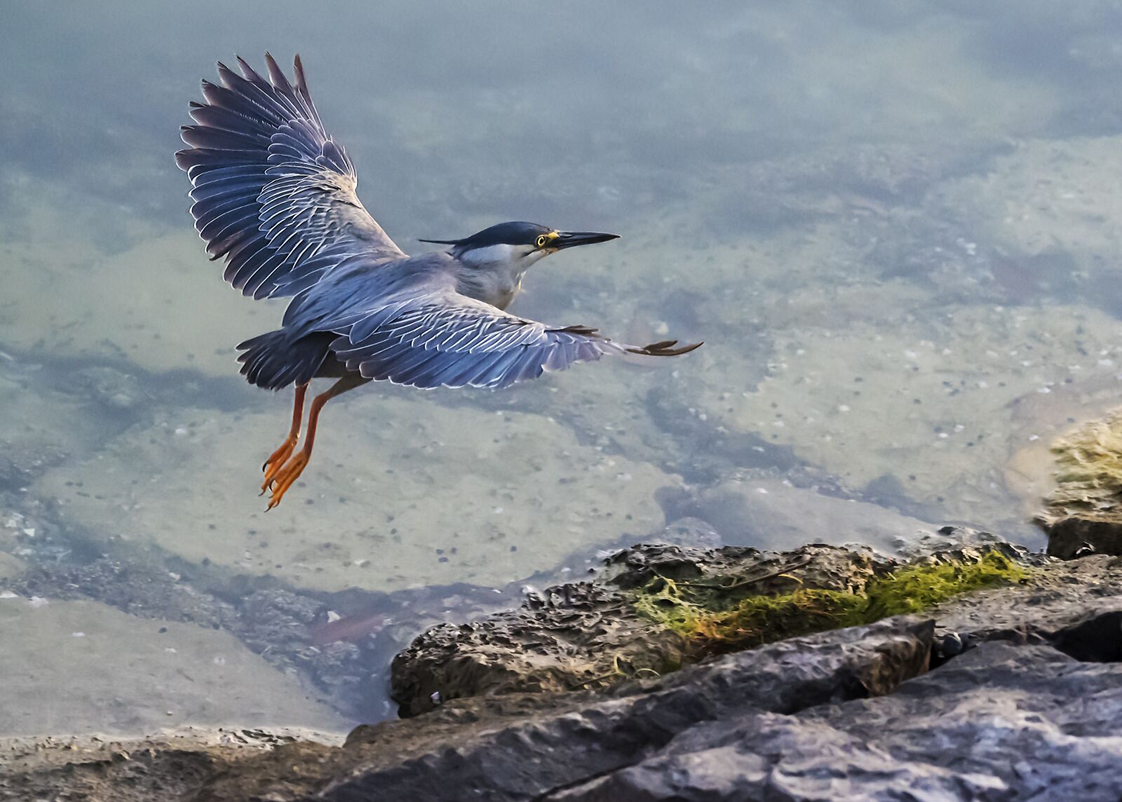 Nikon D5 sample photo. Heron, striated, green photography
