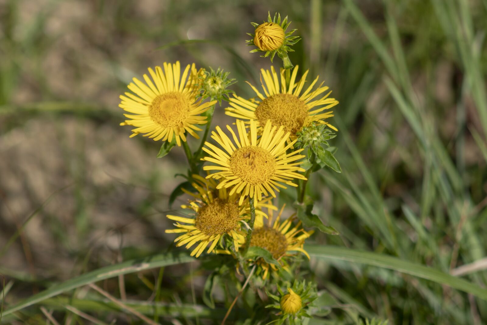 Canon EF75-300mm f/4-5.6 sample photo. Wildflower, meadow flower, flower photography