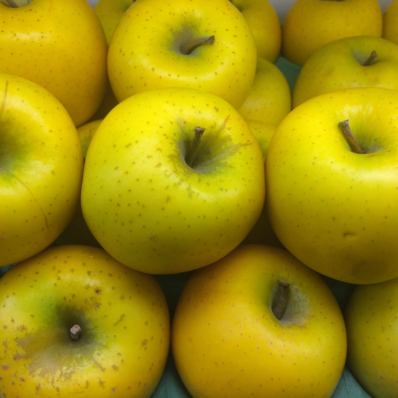 iPhone 5s back camera 4.15mm f/2.2 sample photo. Ringo, apple, yellow photography