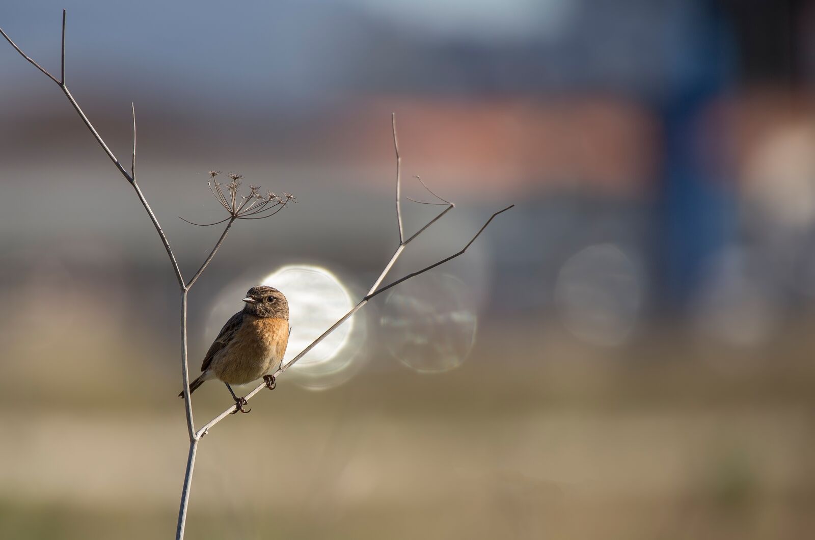 Canon EOS 6D sample photo. Bird, ave, feathers photography