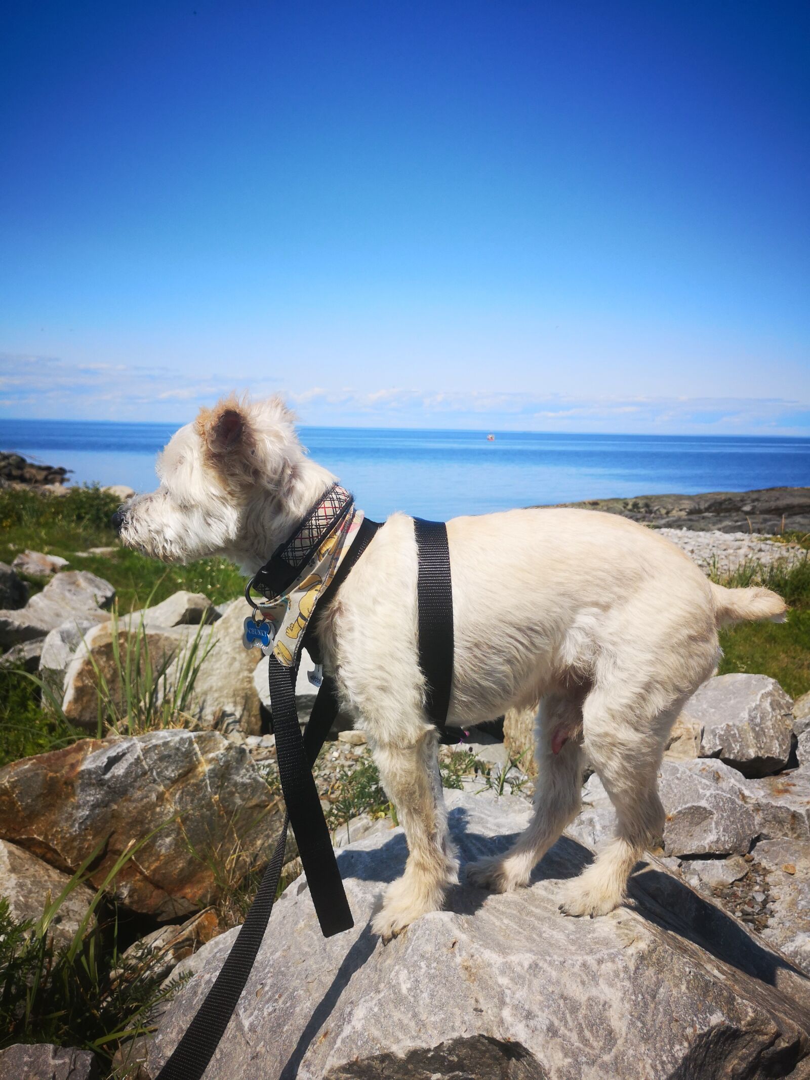 HUAWEI P20 sample photo. Dog, sky, white photography