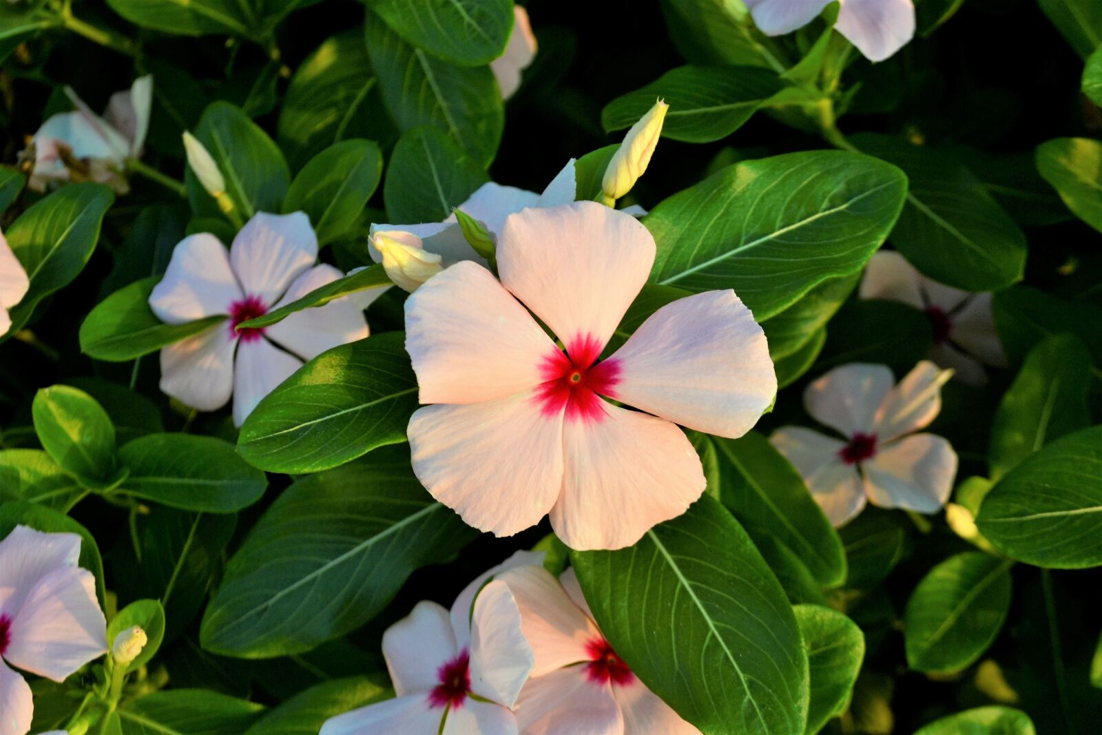 Nikon D3100 sample photo. Flowers, clover, white flower photography