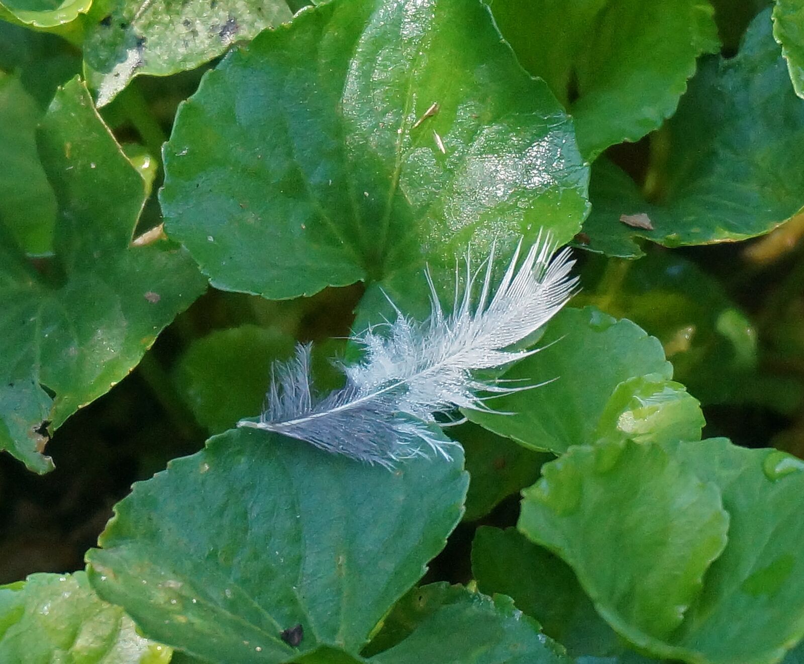 Sony Alpha NEX-5T sample photo. Feather, leaves, gray photography