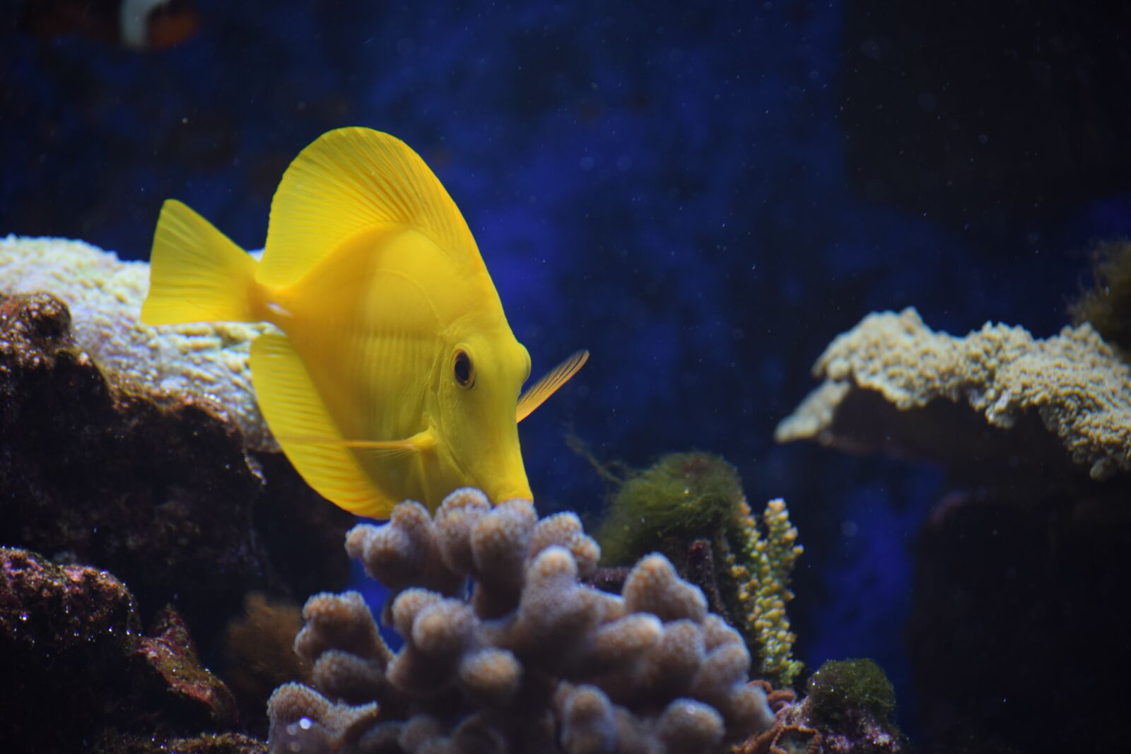 Nikon D5300 sample photo. Yellow fish, aquarium, yellow photography