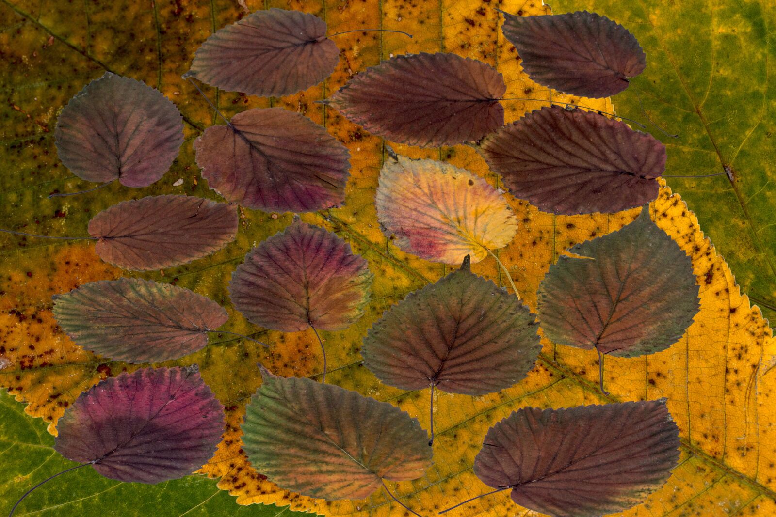 Canon EF-S 60mm F2.8 Macro USM sample photo. Leaves, true leaves, maple photography