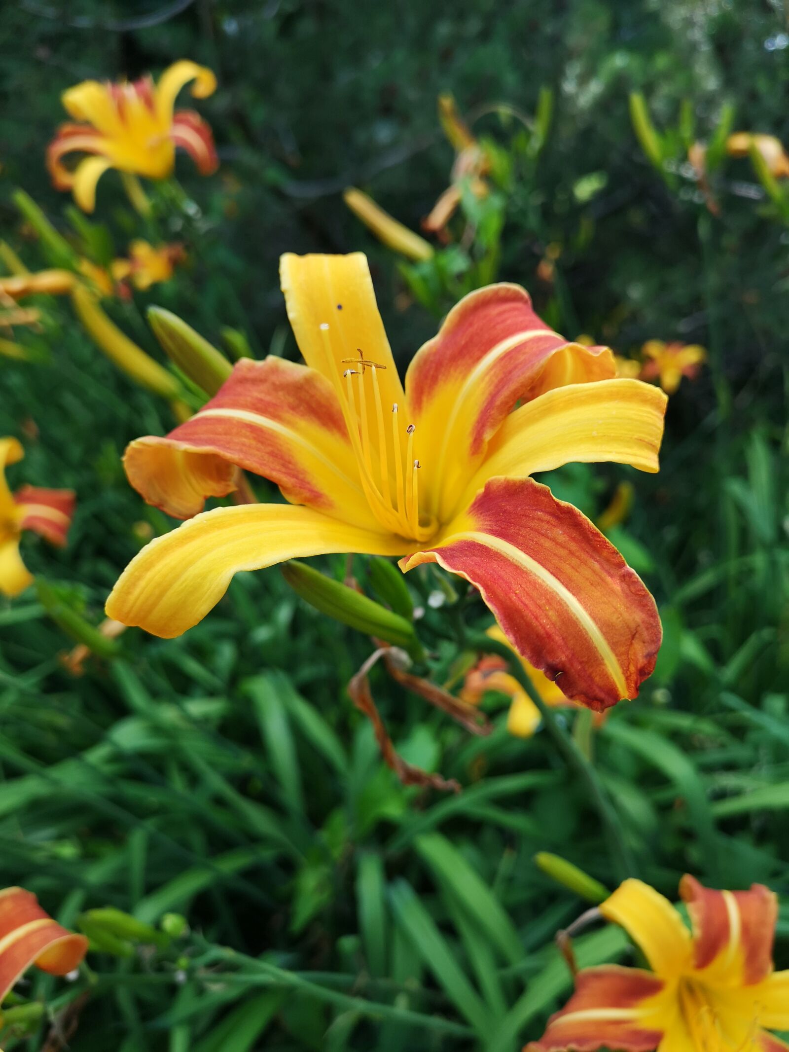 HUAWEI CLT-L29 sample photo. Flower, blumen, nature photography