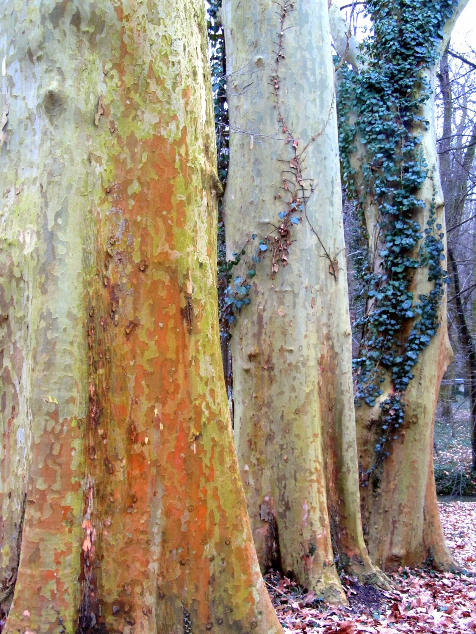 Canon PowerShot SX130 IS sample photo. Plane, trees, amber photography