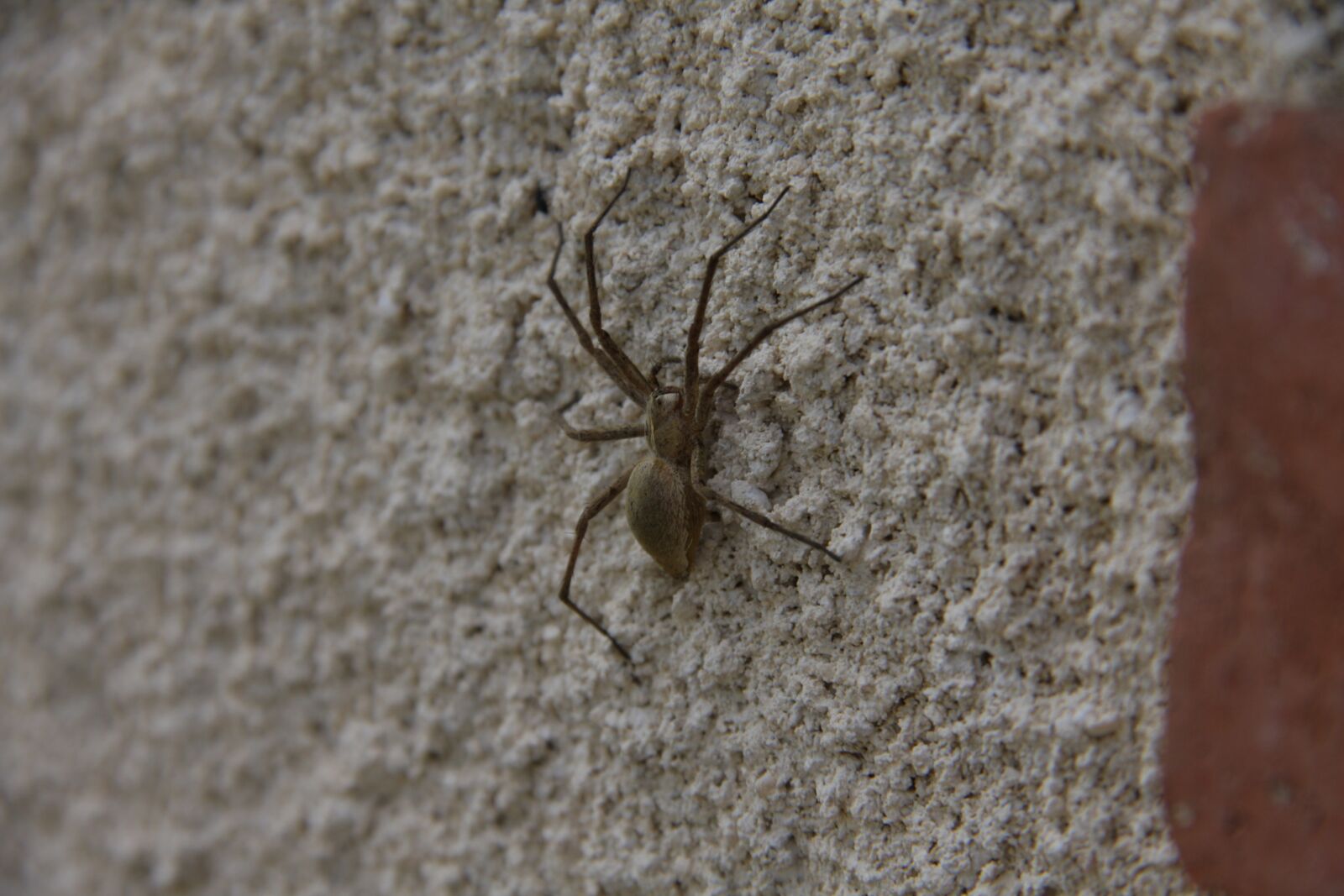 Canon EOS 40D sample photo. Spider, wall, nature photography